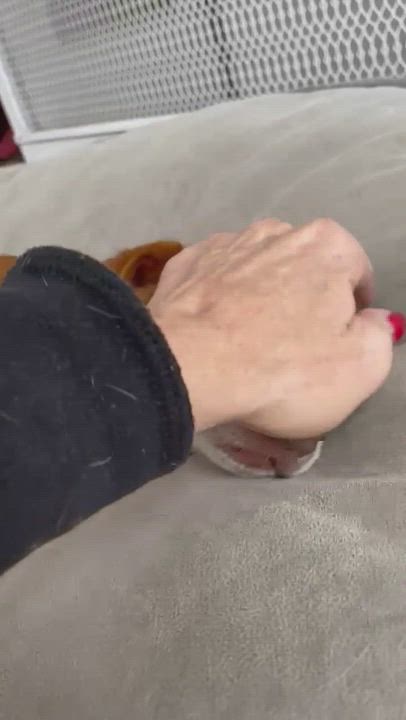 Enlarge Pretzel, a Adopted mixed breed in Sun Valley, CA video 6/11