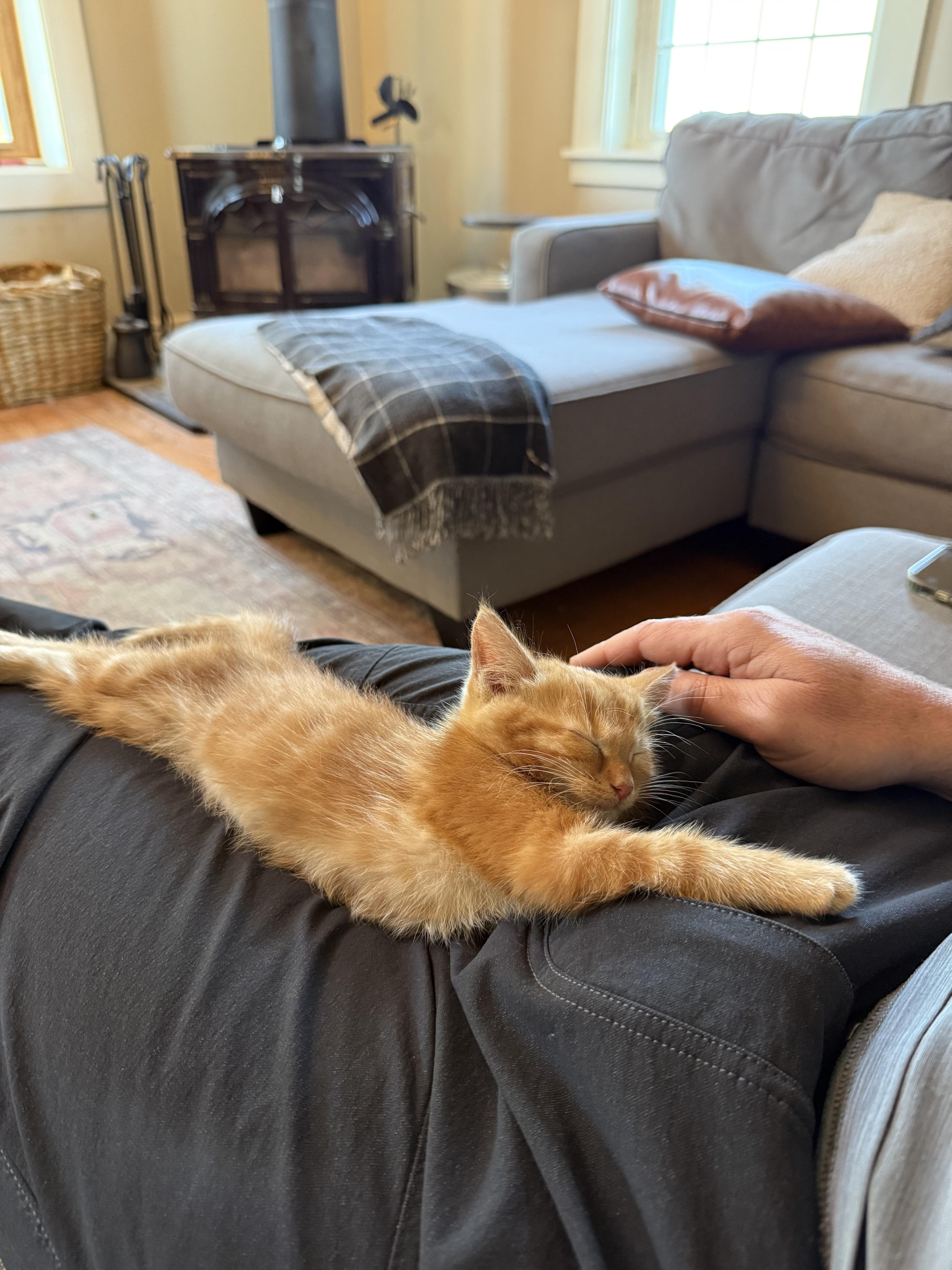 Enlarge Cheese, a Adopted mixed breed in Plain City, OH image 2/6