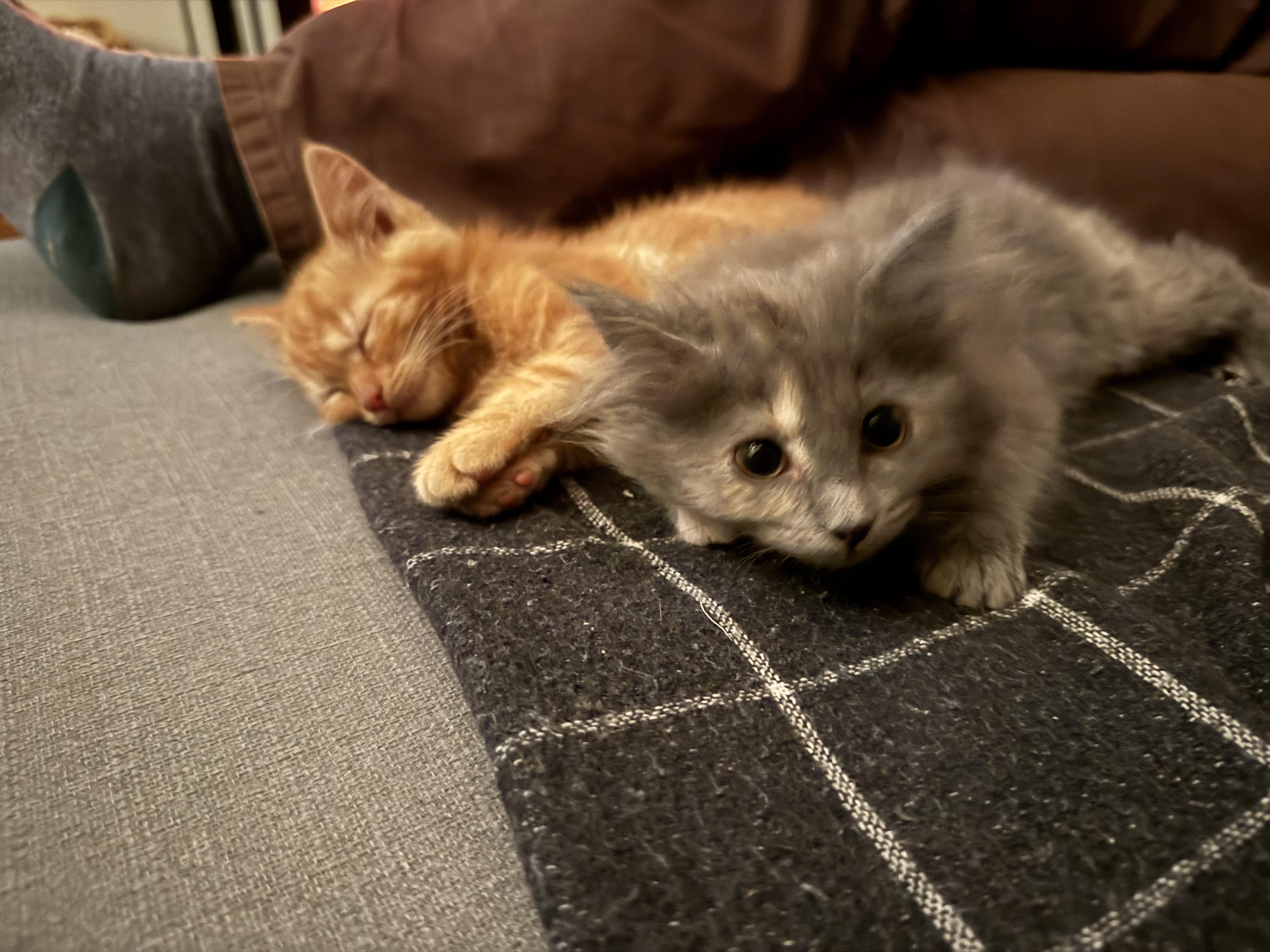 Enlarge Cheese, a Adopted mixed breed in Plain City, OH image 3/6