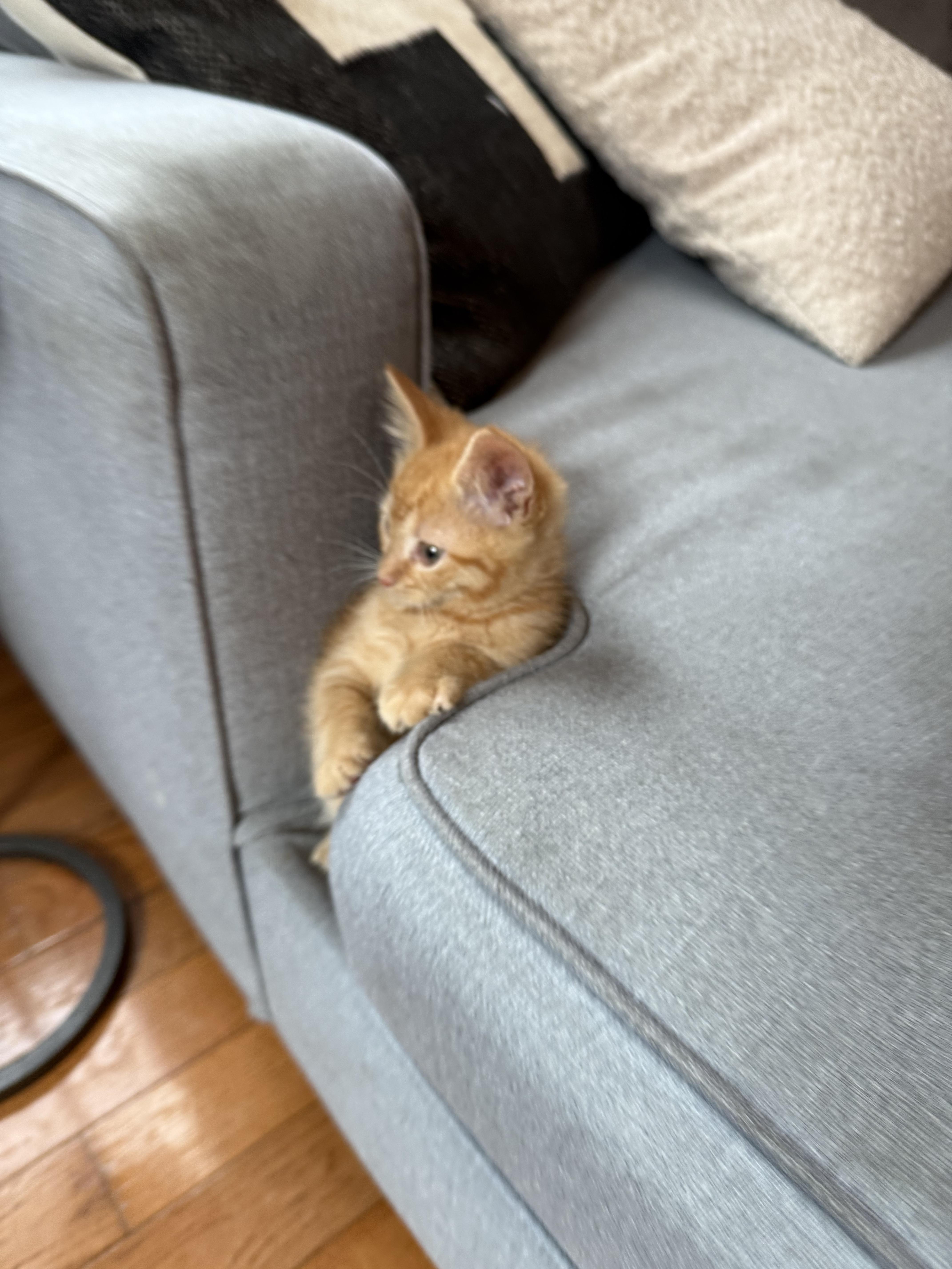 Enlarge Cheese, a Adopted mixed breed in Plain City, OH image 4/6