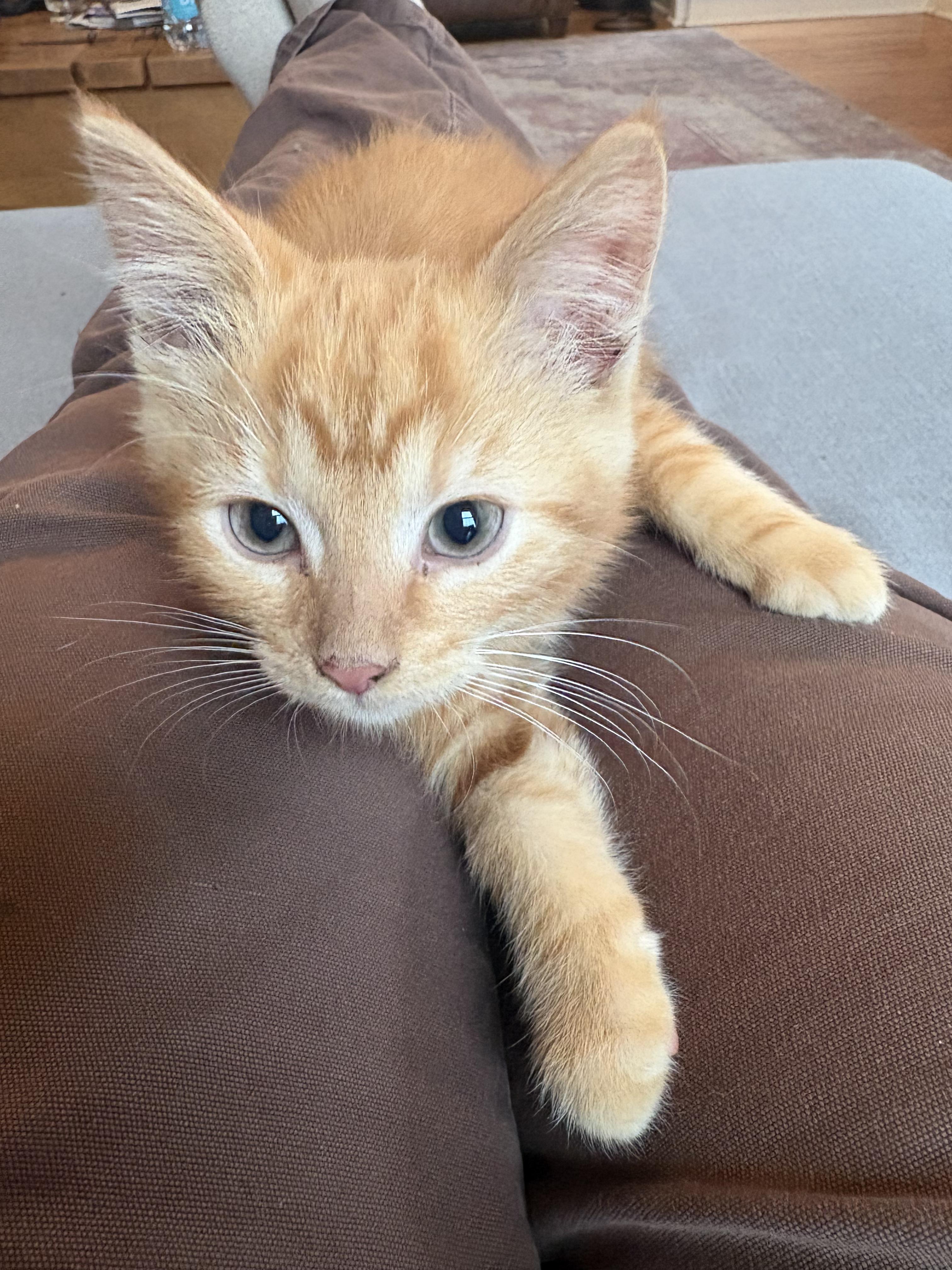 Cheese, Adopted, Kitten Female Tabby & Domestic Short Hair.