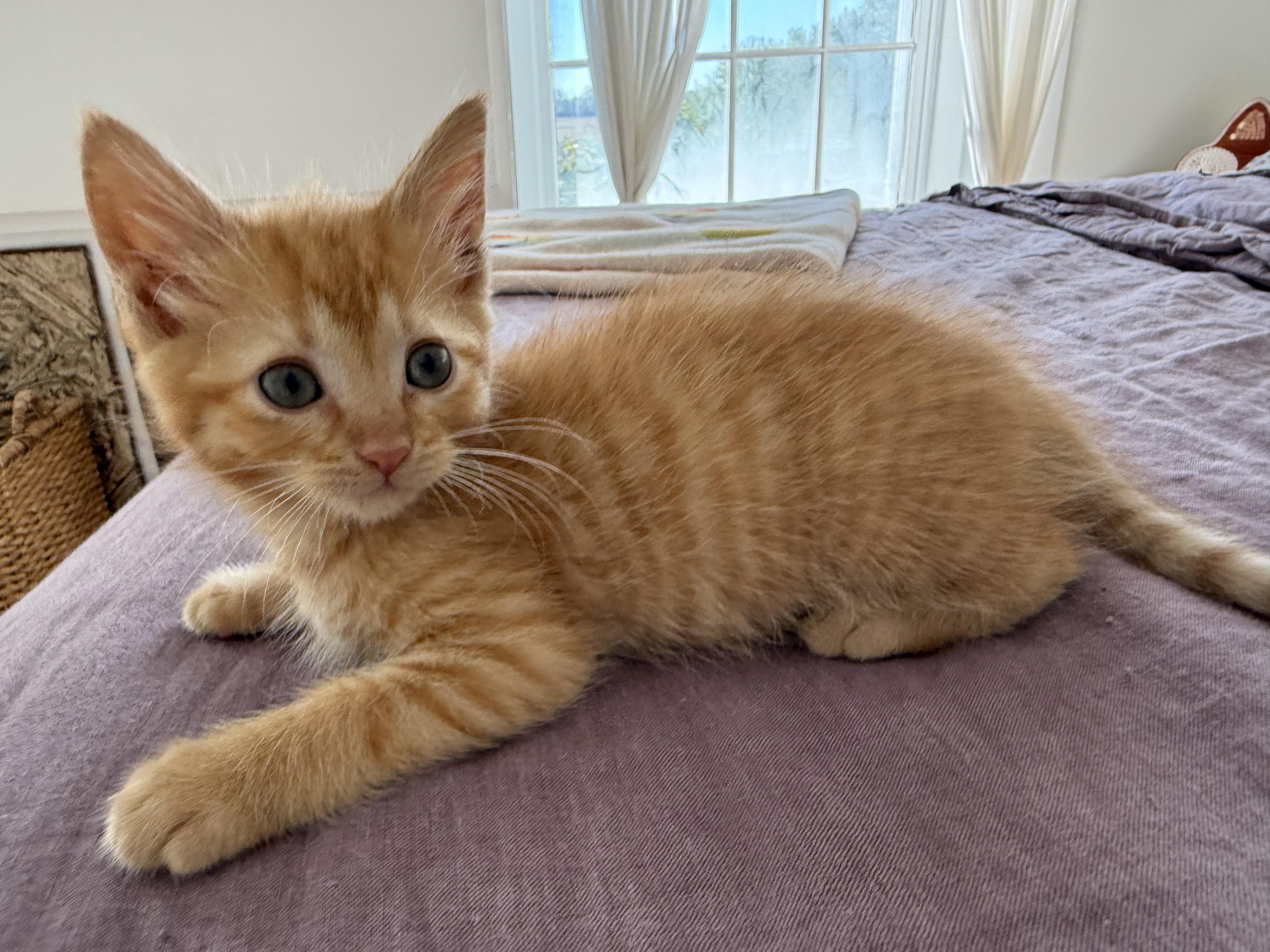 Enlarge Cheese, a Adopted mixed breed in Plain City, OH image 5/6