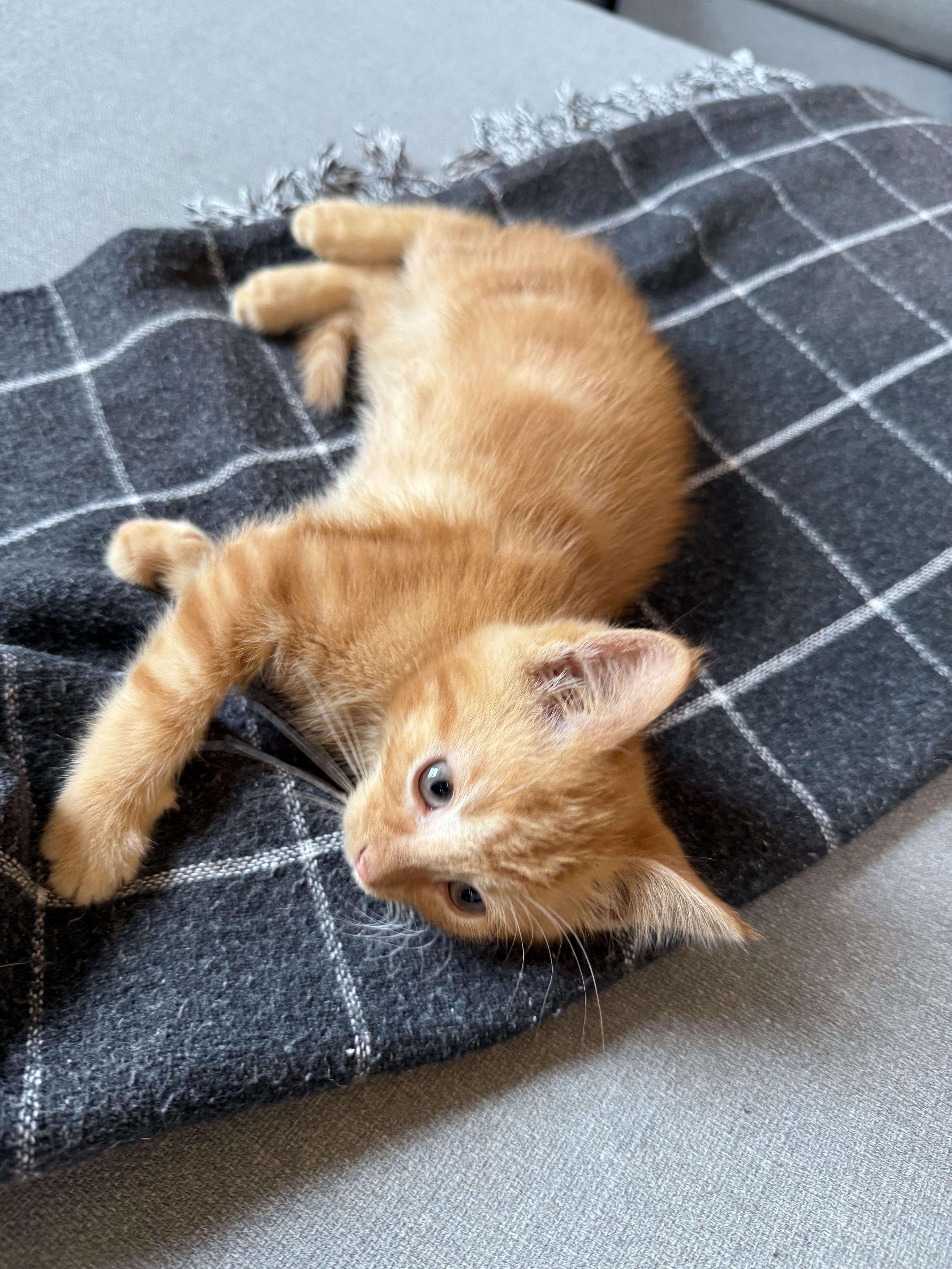 Enlarge Cheese, a Adopted mixed breed in Plain City, OH image 6/6