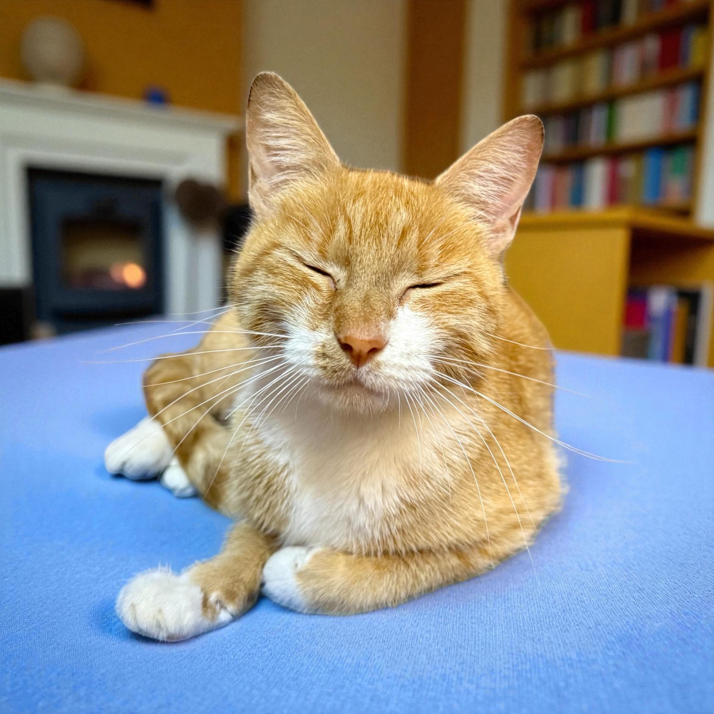 Mama Ben-Gal, a Adoptable Domestic Short Hair in Xenia, OH image 1/5