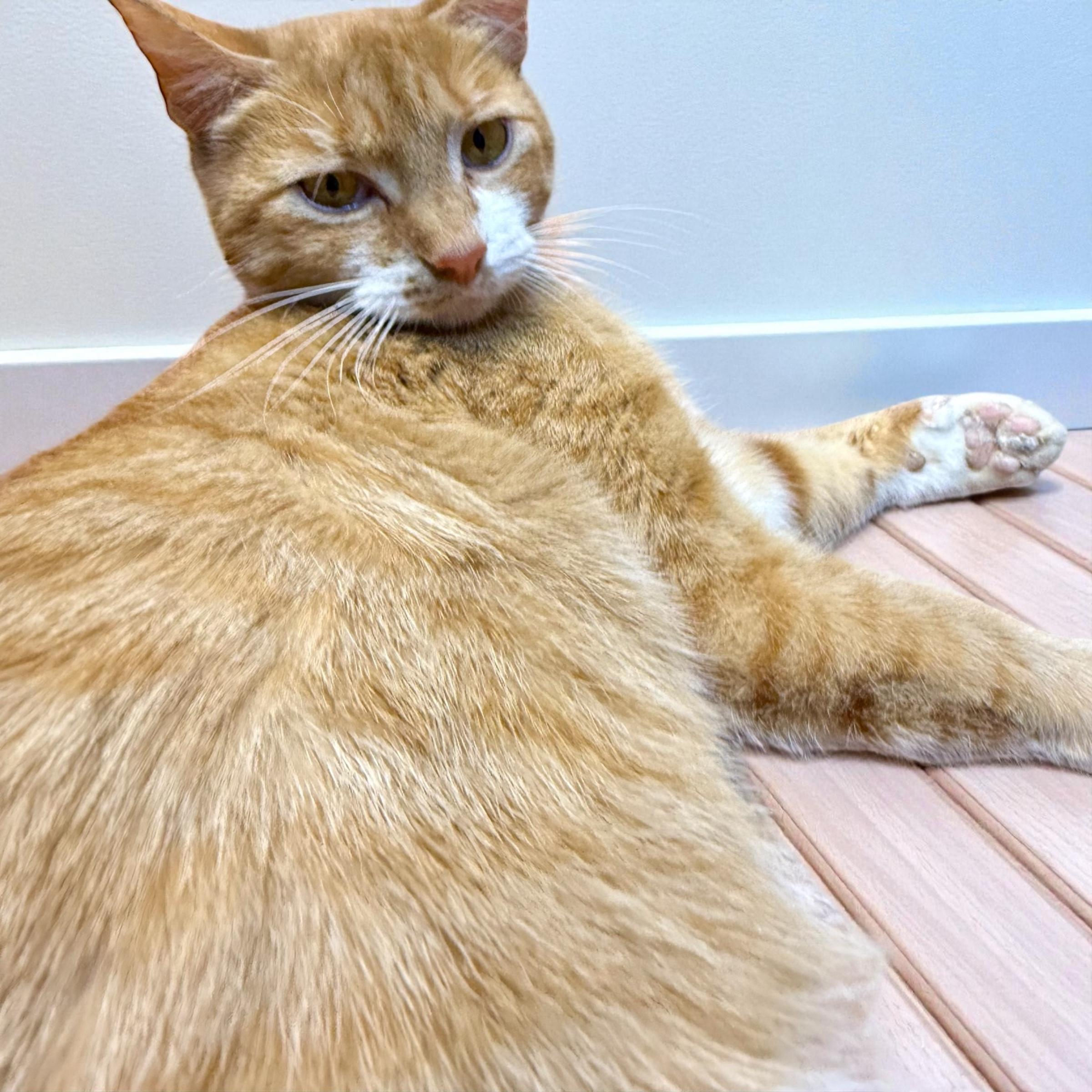 Mama Ben-Gal, a Adoptable Domestic Short Hair in Xenia, OH image 2/5