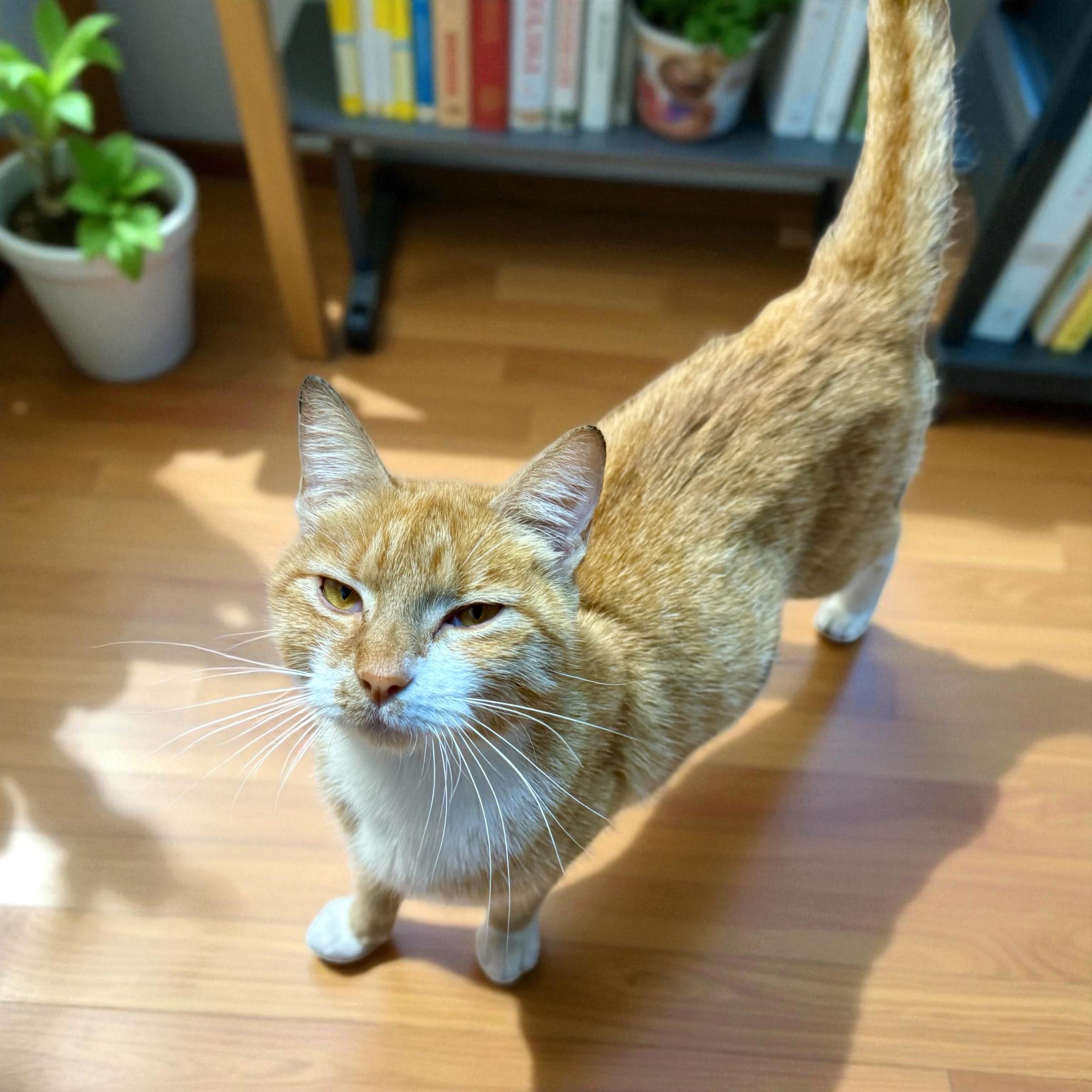 Mama Ben-Gal, a Adoptable Domestic Short Hair in Xenia, OH image 3/5