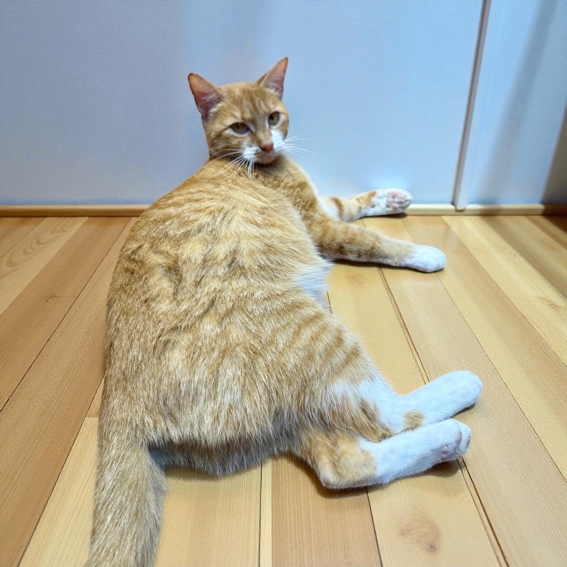 Mama Ben-Gal, a Adoptable Domestic Short Hair in Xenia, OH image 4/5