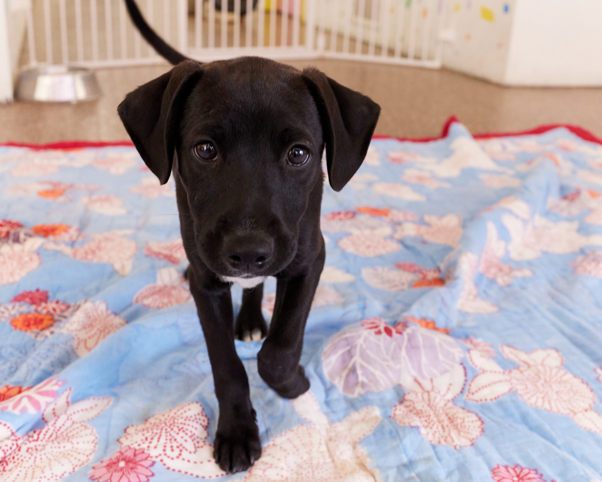 Dog for adoption Mr. Potato Head, a Black Labrador Retriever & Flat