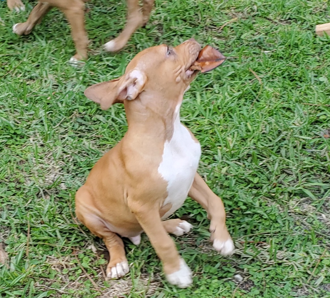 Enlarge Kolby, a Adopted Pit Bull Terrier in West Palm Beach, FL image 3/4