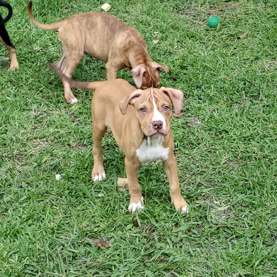 Kolby, Adopted, Puppy Male Pit Bull Terrier.