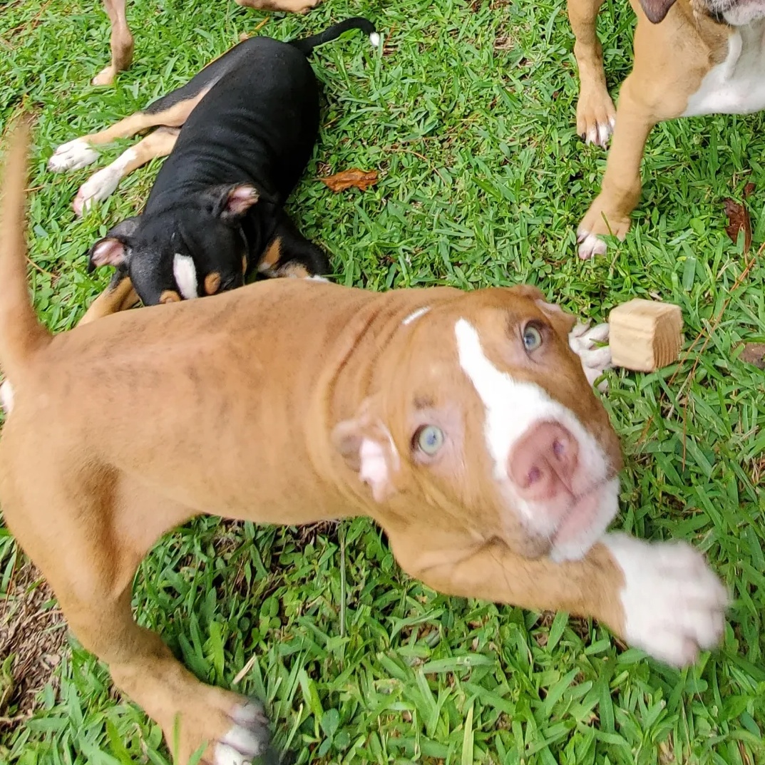 Enlarge Kolby, a Adopted Pit Bull Terrier in West Palm Beach, FL image 2/4