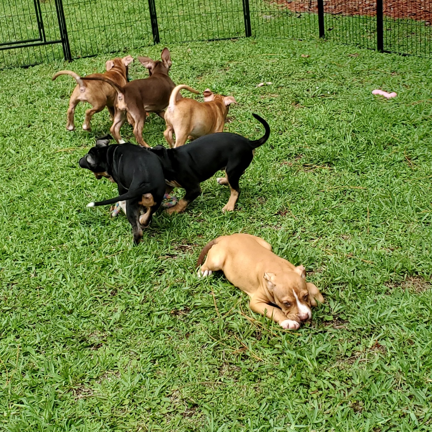 Enlarge Kolby, a Adopted Pit Bull Terrier in West Palm Beach, FL image 4/4