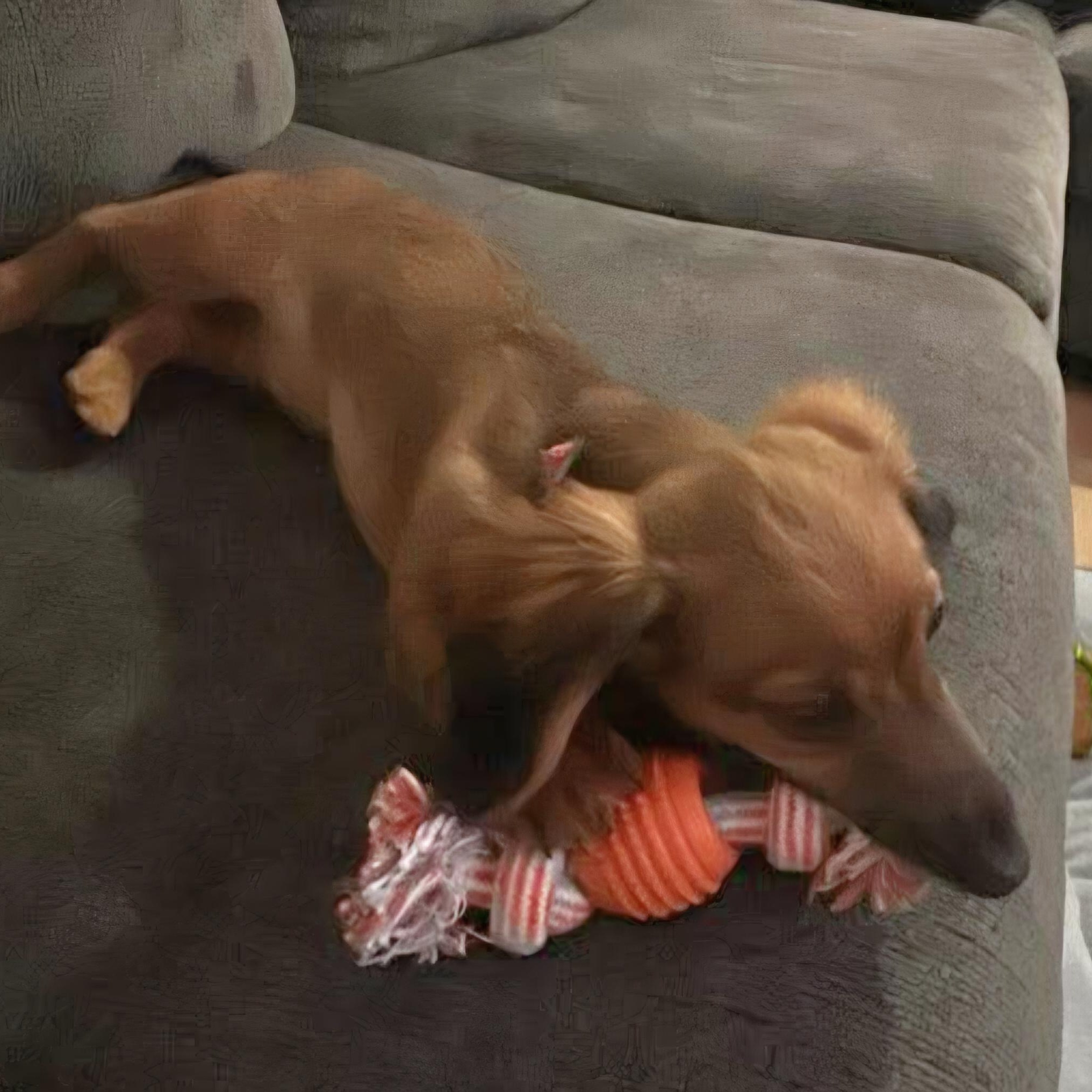 Enlarge Oscar--Adoption Pending, a Adoptable Dachshund in Omaha, NE image 2/3