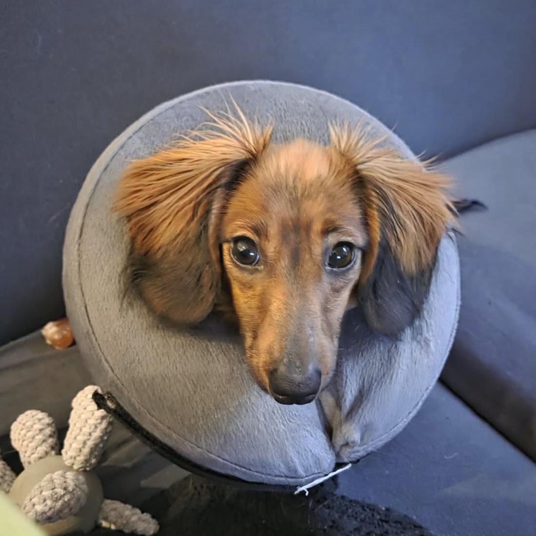Oscar--Adoption Pending, Adoptable, Young Male Dachshund.