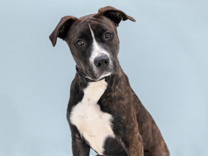 Turkey, Adoptable, Adult Female Pit Bull Terrier & Mixed Breed.