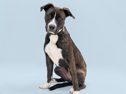 Turkey, a Adoptable mixed breed in Coon Rapids, MN image 2/3