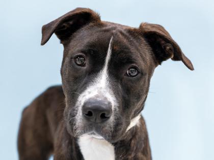 Turkey, a Adoptable mixed breed in Coon Rapids, MN image 3/3