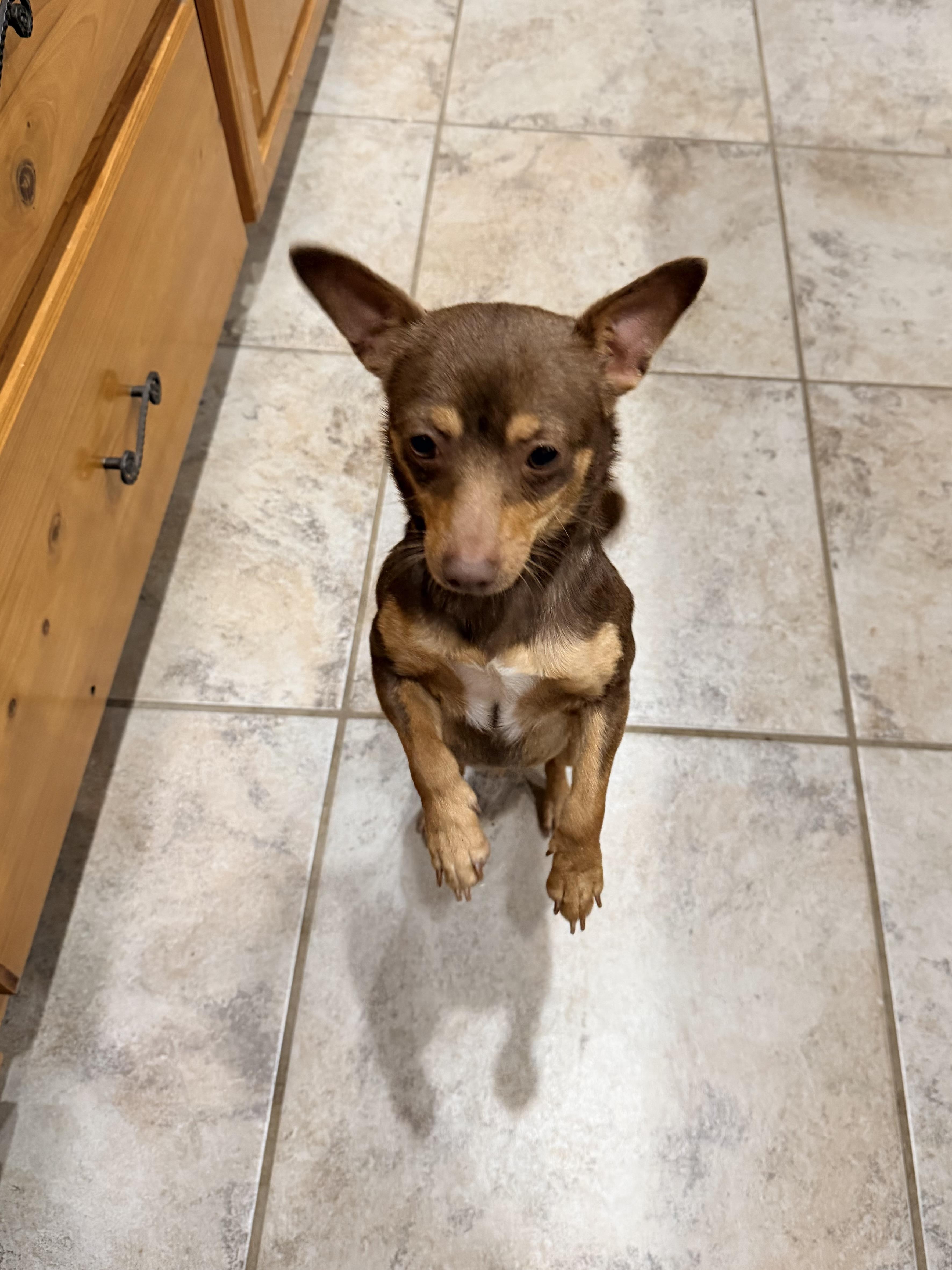 Enlarge Tinker Bell, a ADOPTABLE Chihuahua in Baker, LA image 6/6