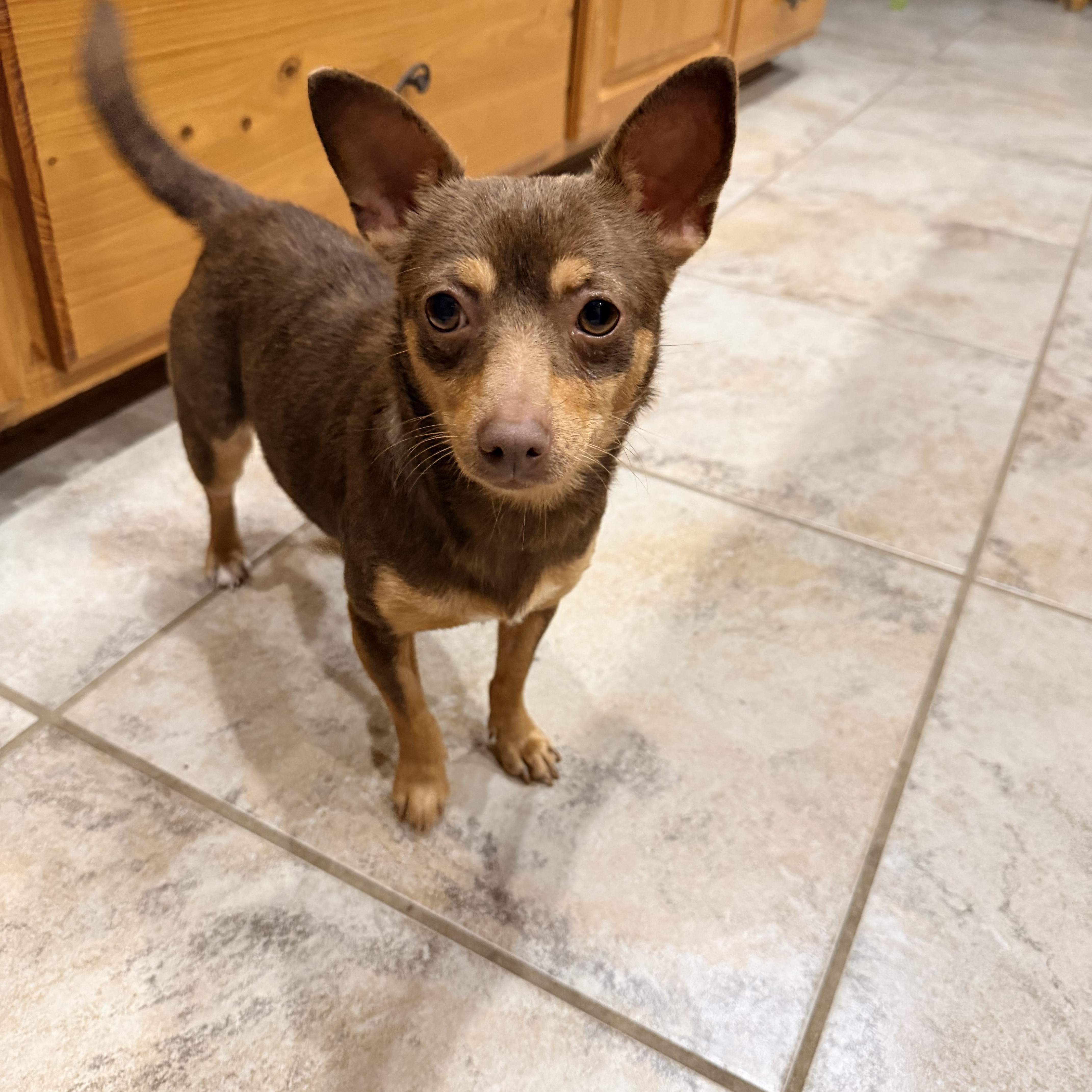 Enlarge Tinker Bell, a ADOPTABLE Chihuahua in Baker, LA image 2/6