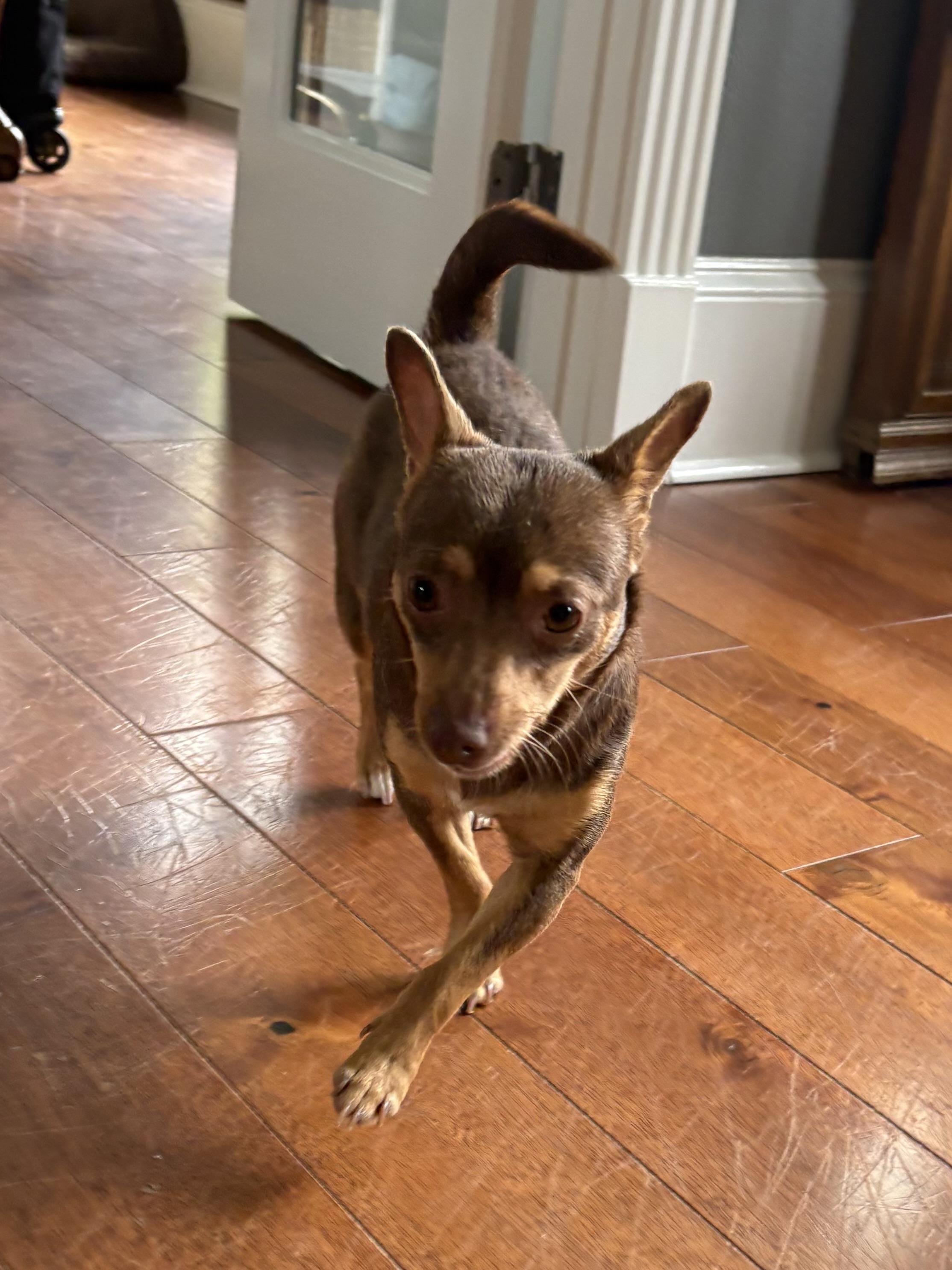 Enlarge Tinker Bell, a ADOPTABLE Chihuahua in Baker, LA image 5/6