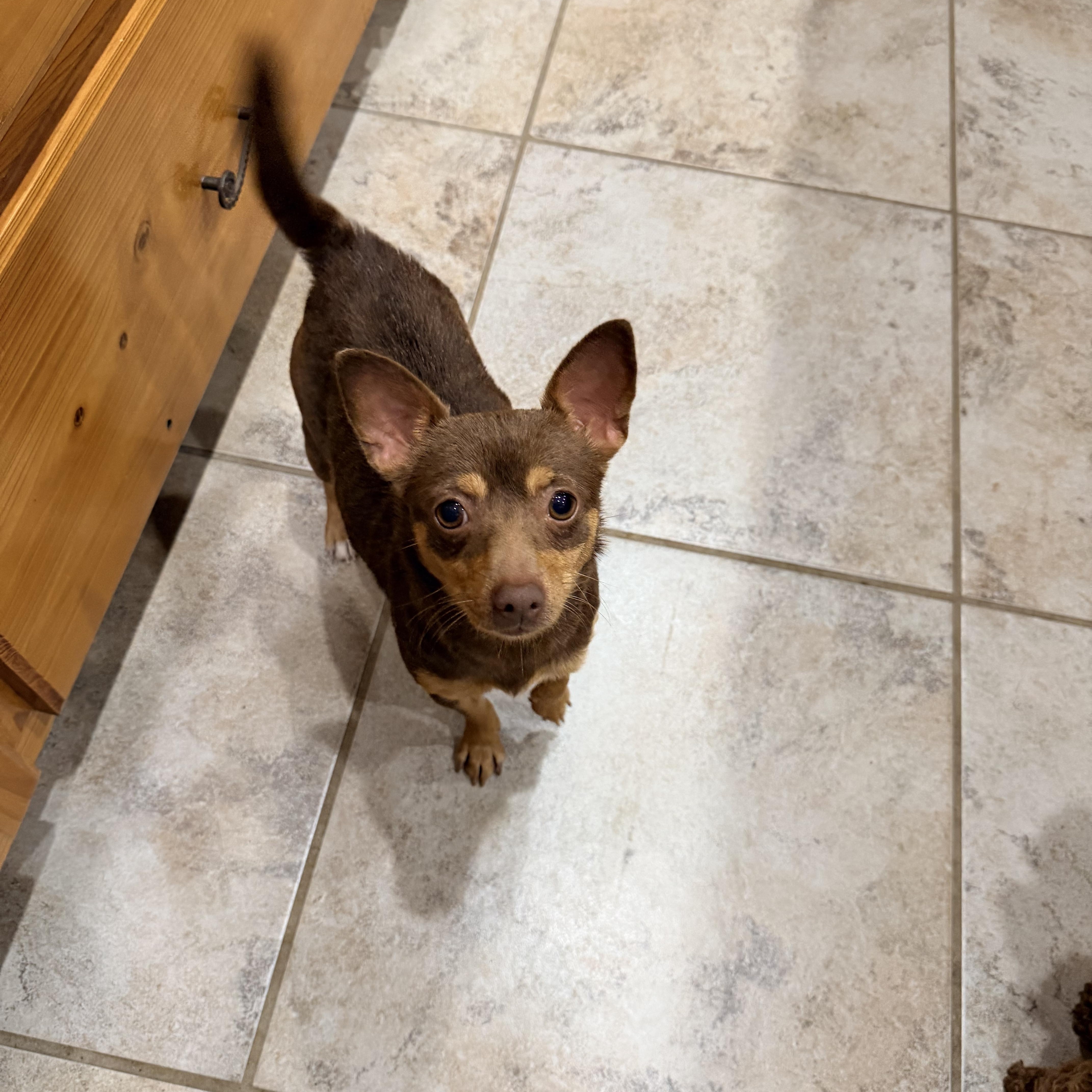 Enlarge Tinker Bell, a ADOPTABLE Chihuahua in Baker, LA image 4/6