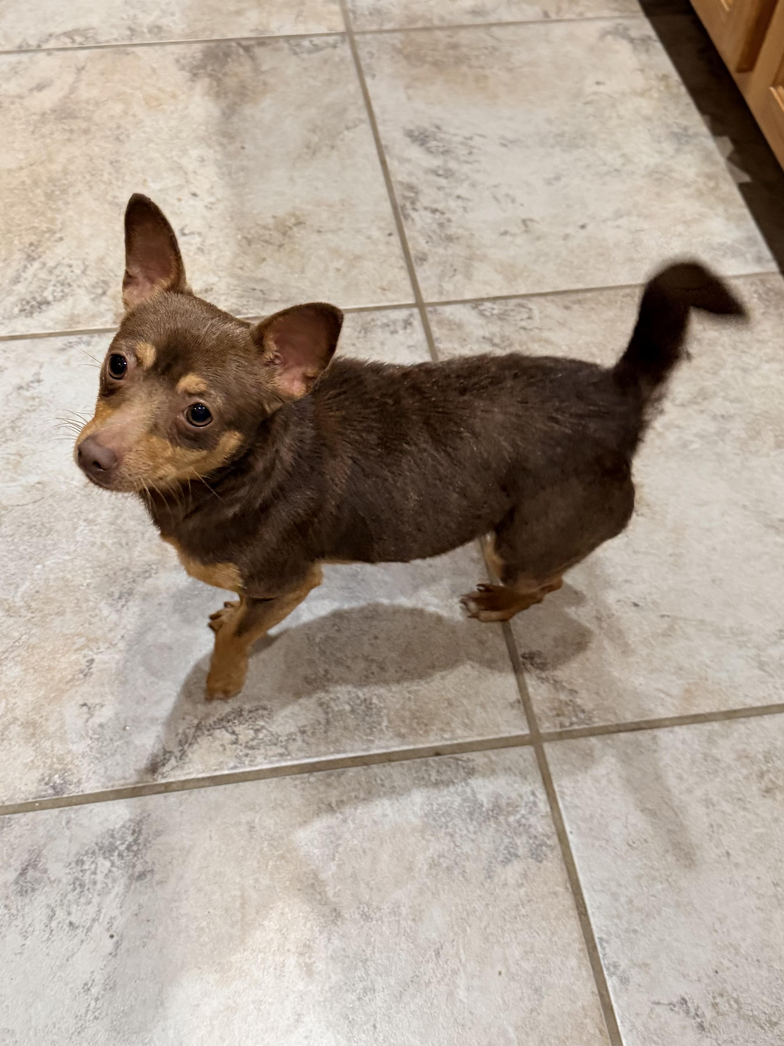 Enlarge Tinker Bell, a ADOPTABLE Chihuahua in Baker, LA image 3/6