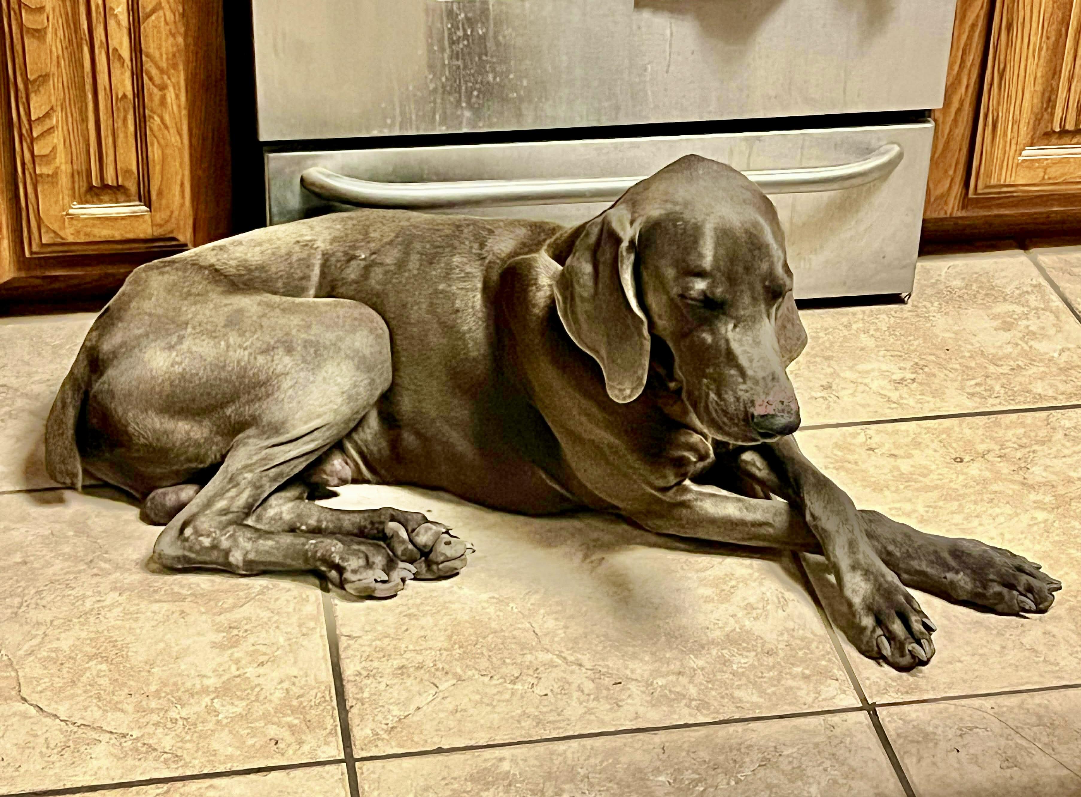 Andy, a Adoptable Weimaraner in Waterford, CT image 5/6