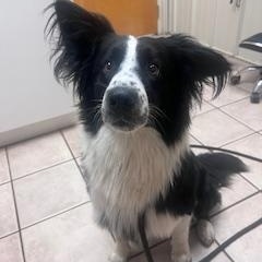 Skipper, adoptable, Adult Male Border Collie.