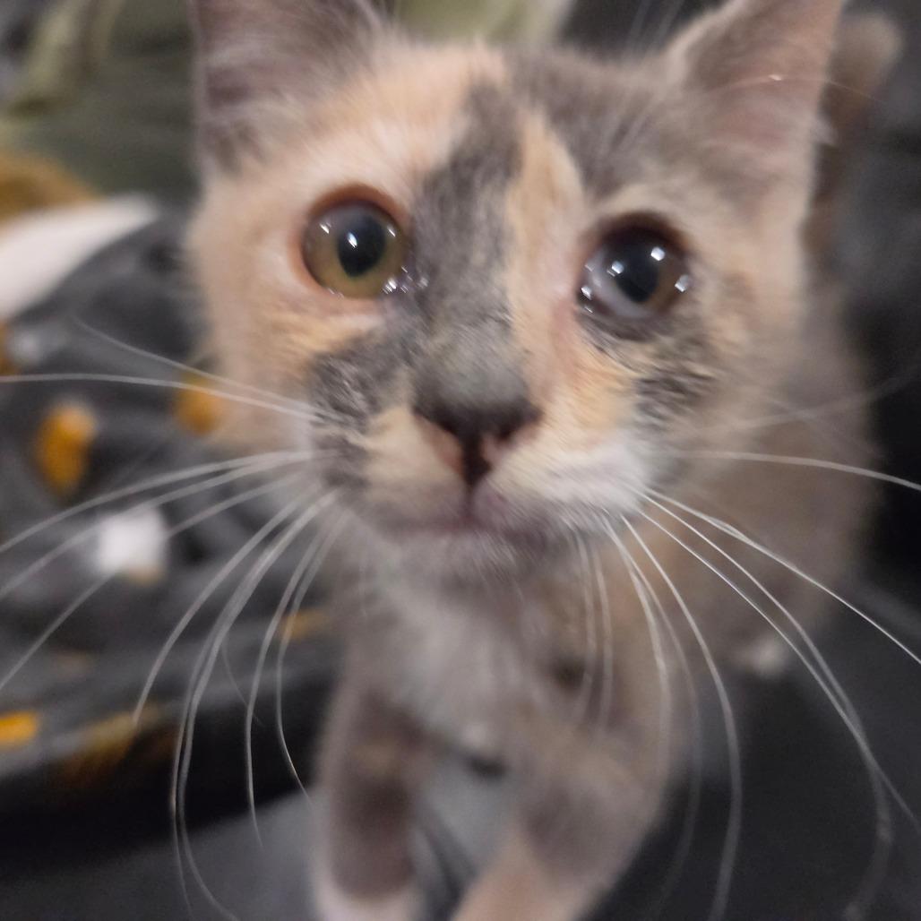 Enlarge Nyanda Thorbourne, a Adoptable Domestic Short Hair in Redmond, WA image 1/1