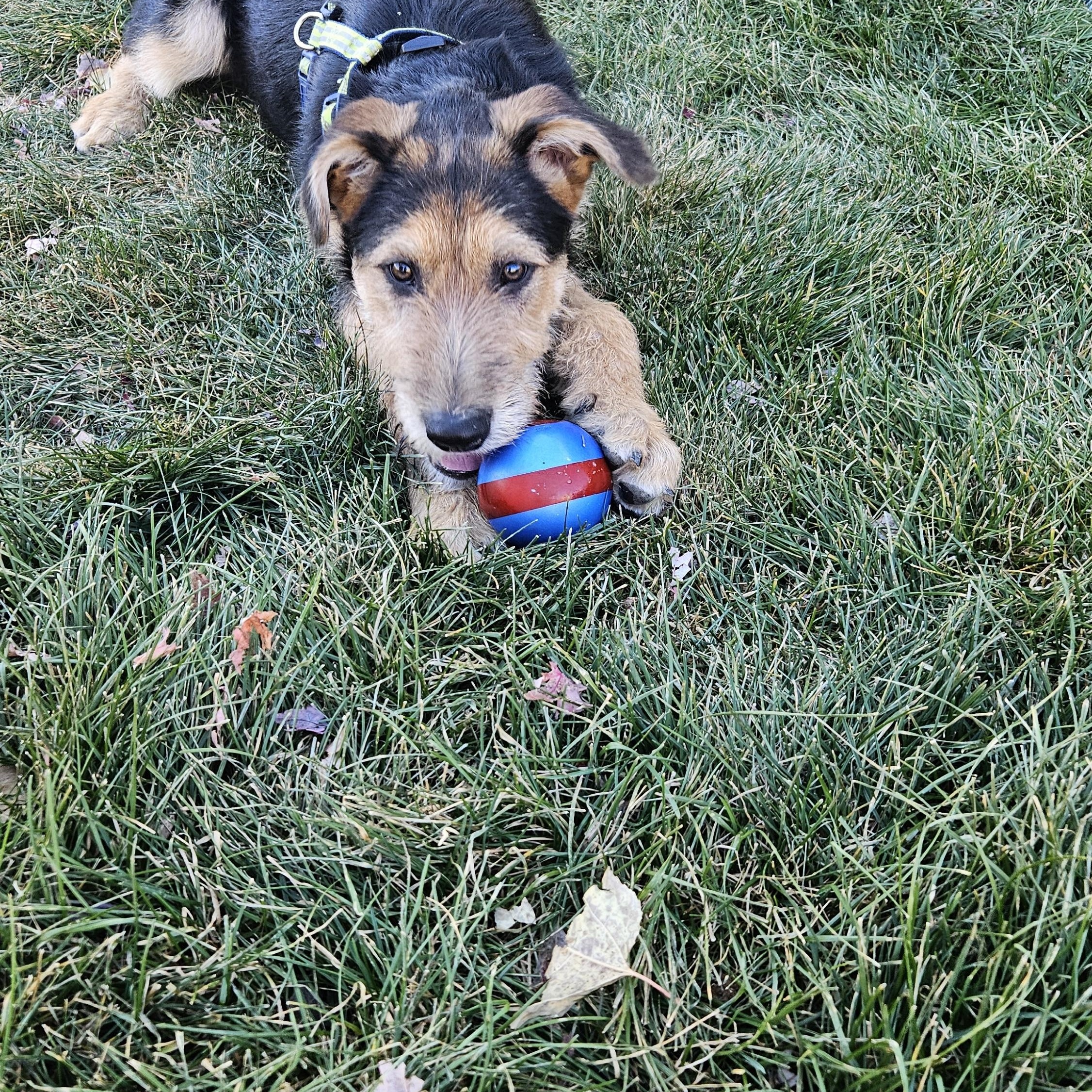 Enlarge Koda, a Adoptable mixed breed in Colorado Springs, CO image 2/3