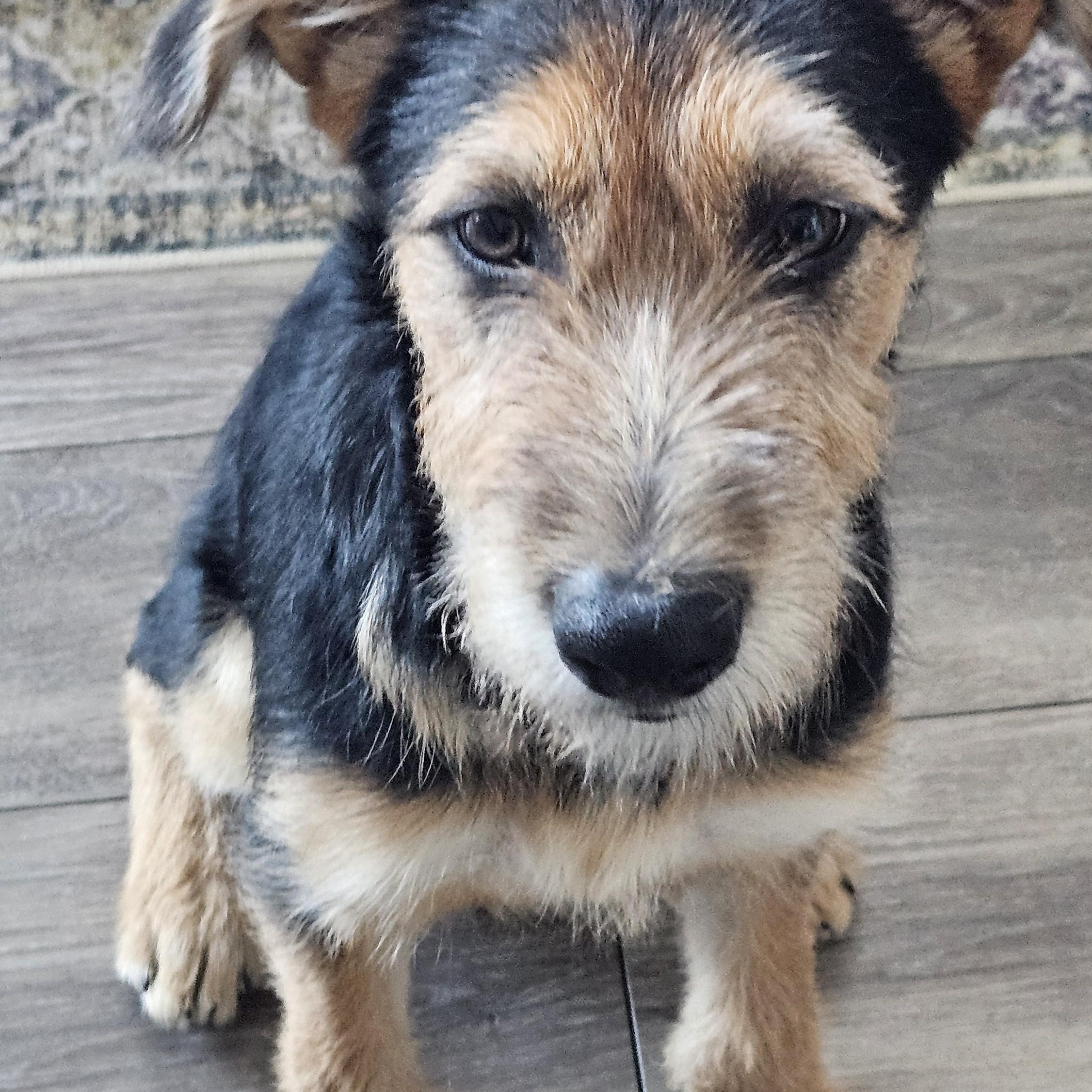 Enlarge Koda, a Adoptable mixed breed in Colorado Springs, CO image 3/3