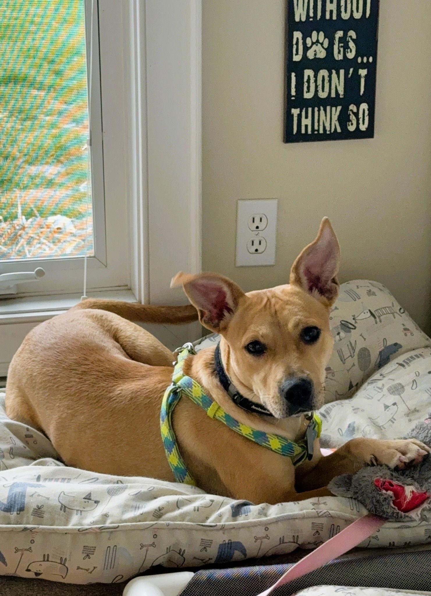 Harper, Adopted, Young Female Mixed Breed.