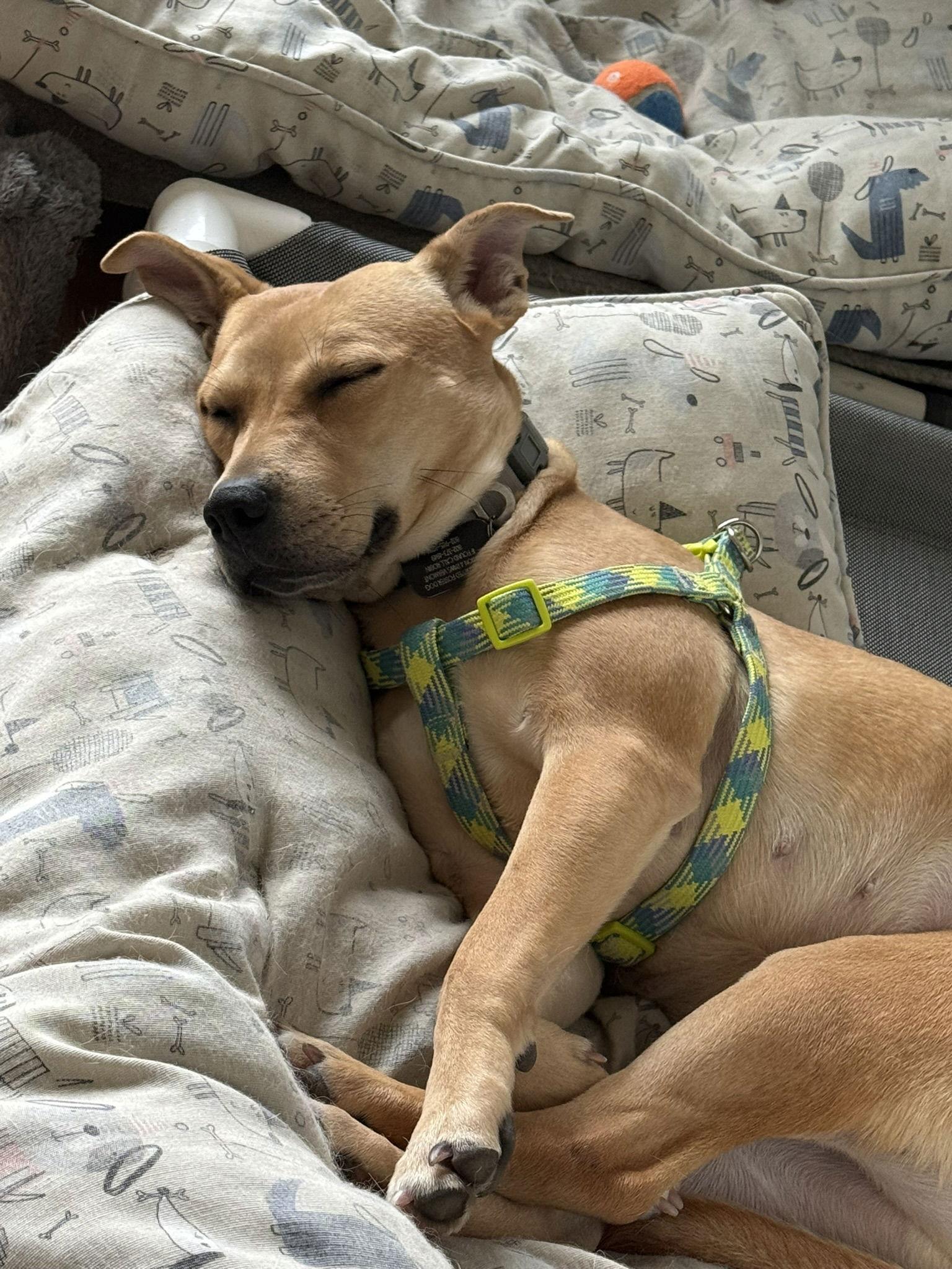 Enlarge Harper, a Adopted Mixed Breed in Shelburne, VT image 2/3