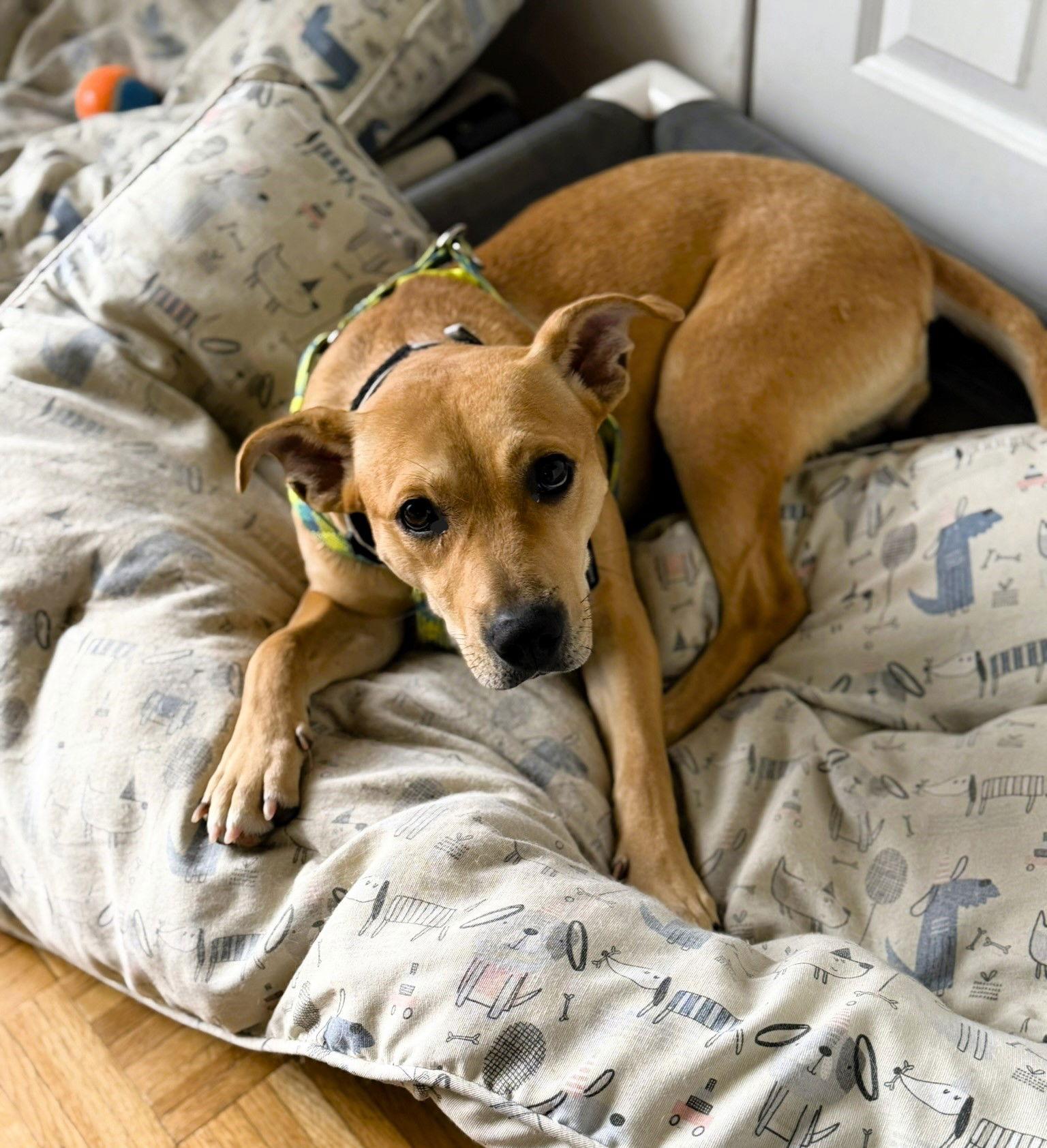 Enlarge Harper, a Adopted Mixed Breed in Shelburne, VT image 3/3