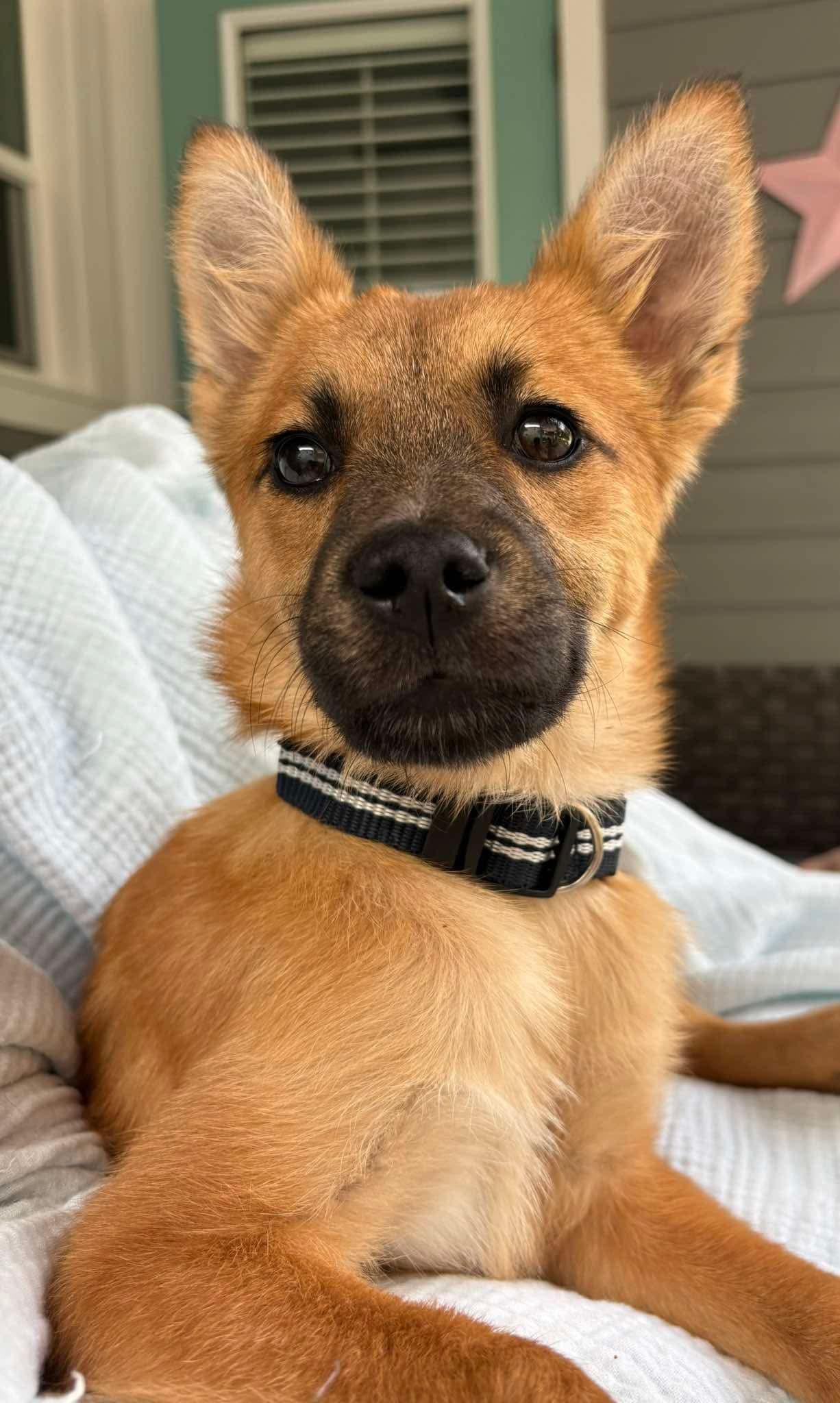 Enlarge Rollo, a ADOPTABLE mixed breed in Saint Petersburg, FL image 1/1