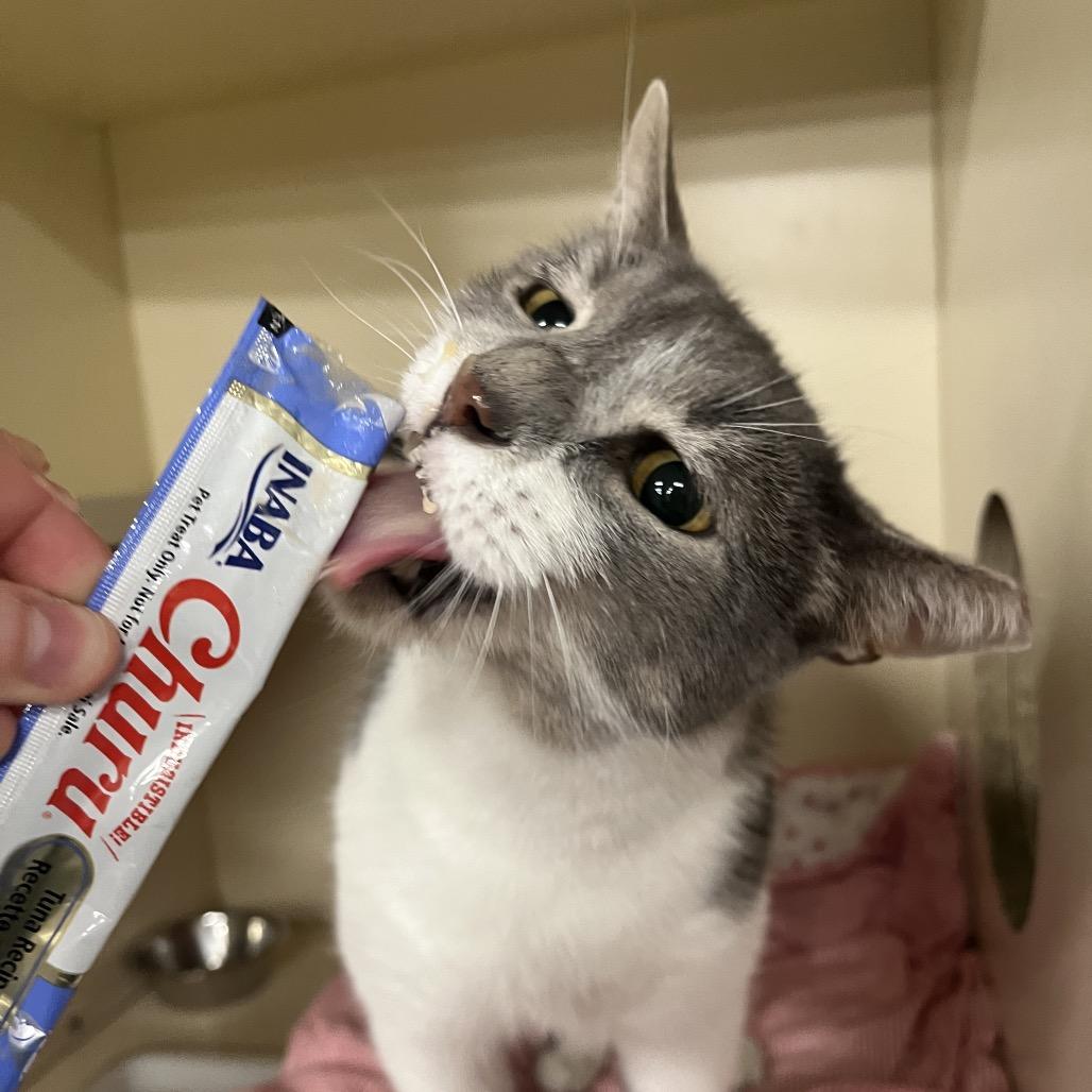 Clyde, a Adoptable Domestic Short Hair in Hinsdale, IL image 1/4