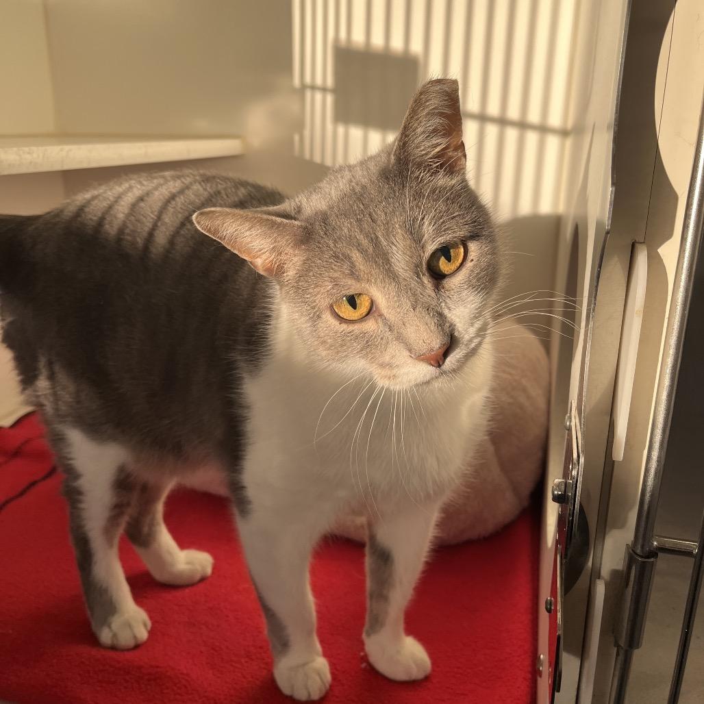 Clyde, a Adoptable Domestic Short Hair in Hinsdale, IL image 2/4