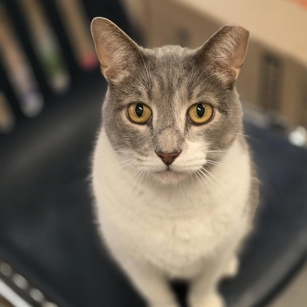 Enlarge Clyde, a Adoptable Domestic Short Hair in Hinsdale, IL image 3/5