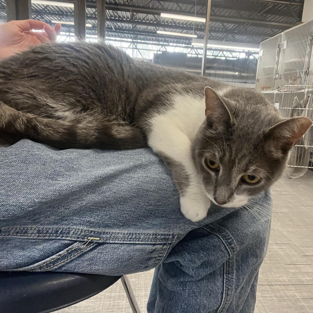 Clyde, a Adoptable Domestic Short Hair in Hinsdale, IL image 3/4