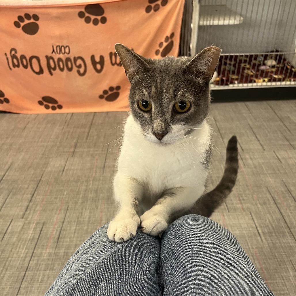 Clyde, a Adoptable Domestic Short Hair in Hinsdale, IL image 4/4