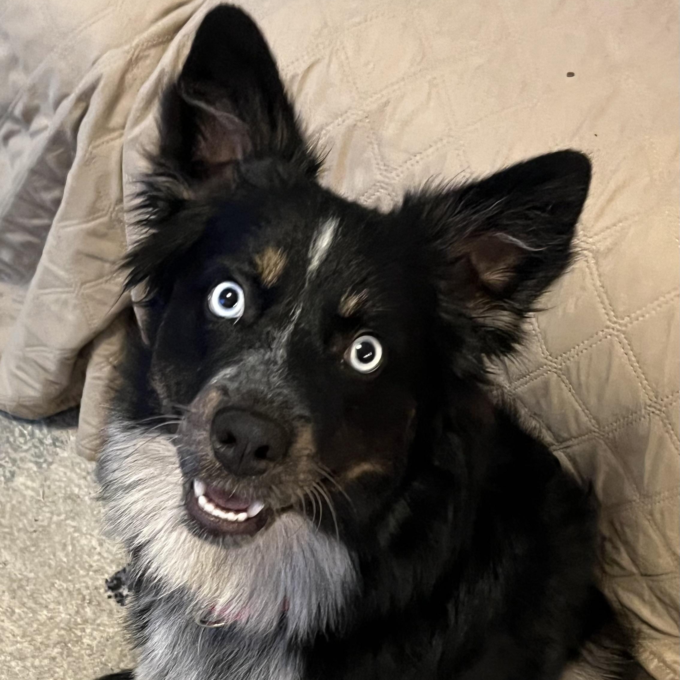 Carmen, adopted, Young Female Border Collie & Australian Shepherd.