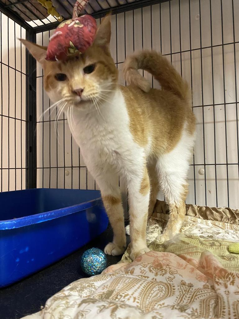 Enlarge Cheese, a Adoptable mixed breed in Bourbonnais, IL image 1/4