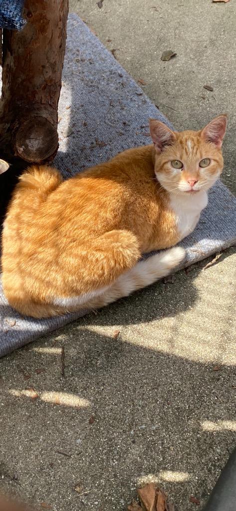 Cheese — thumbnail 2