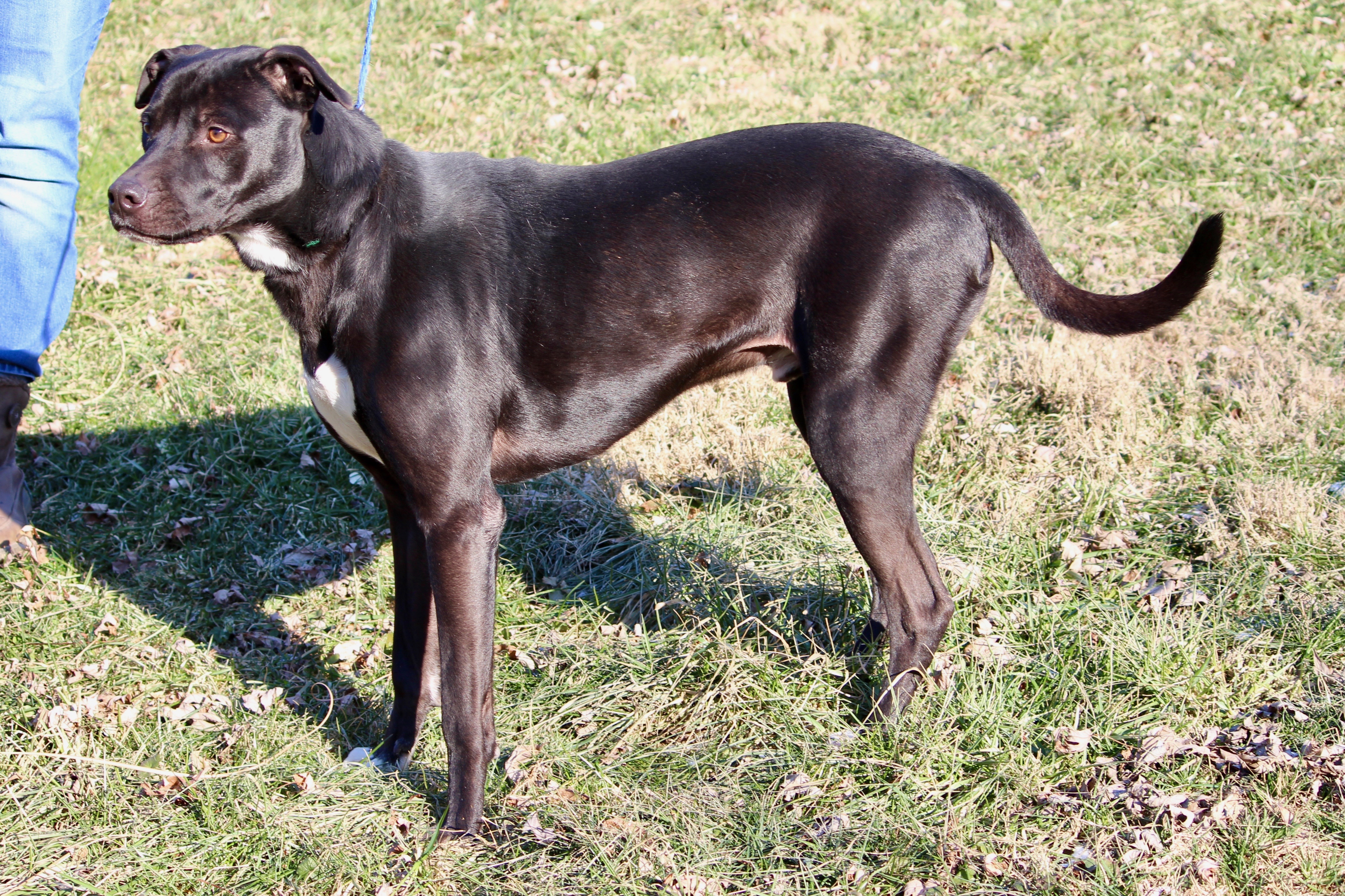 Enlarge POITIER, a Adoptable mixed breed in Brazil, IN image 8/12