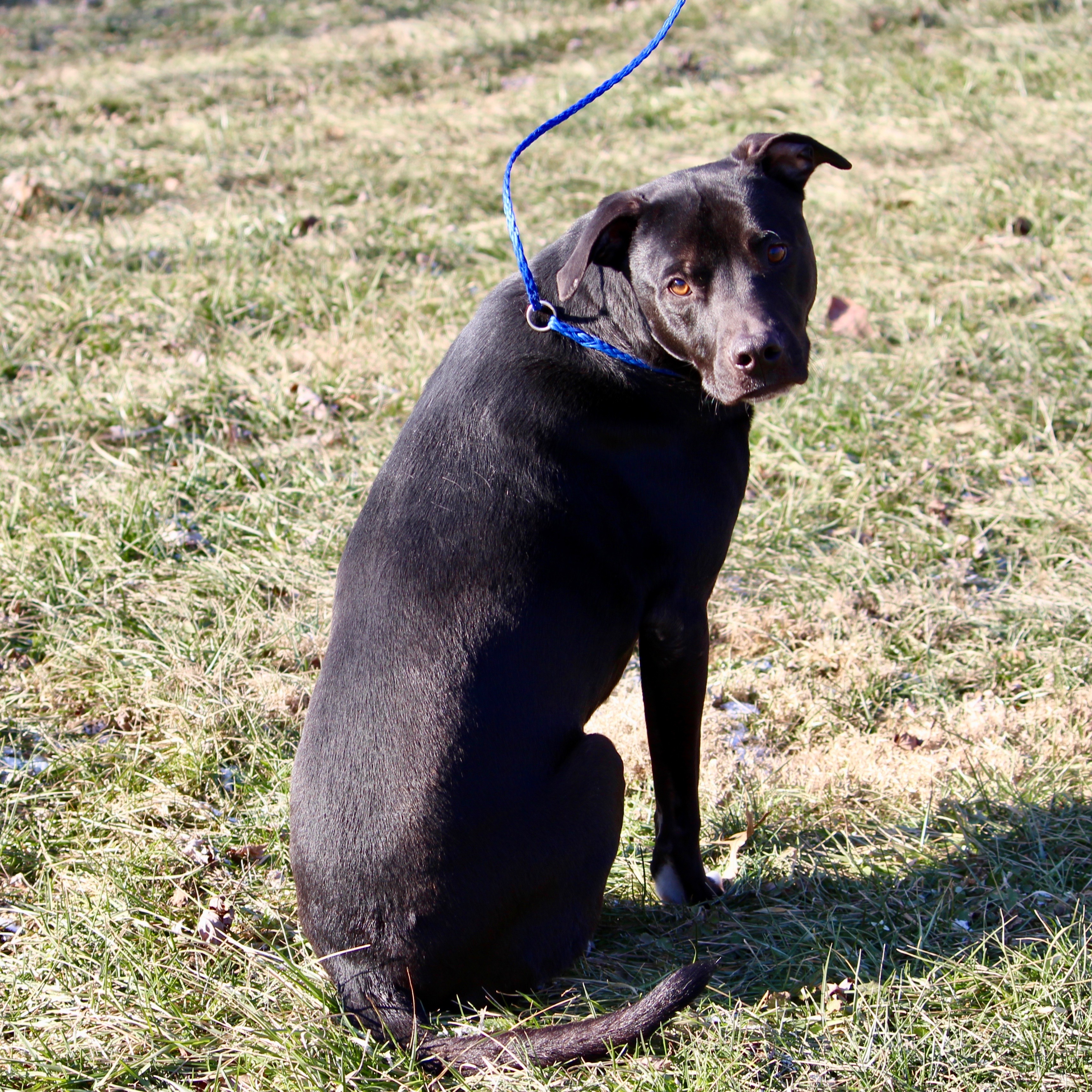 POITIER, a Adoptable mixed breed in Brazil, IN image 1/12