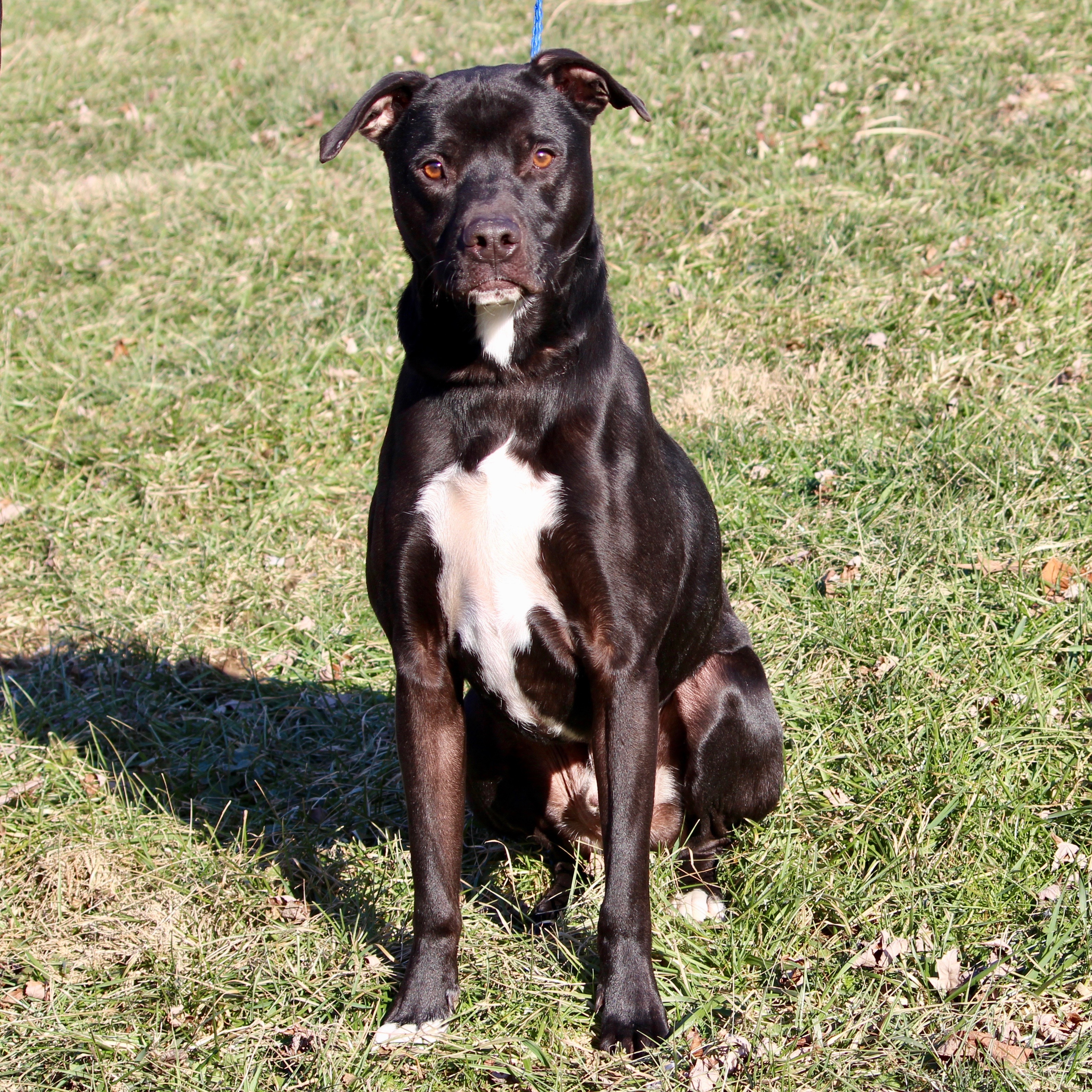 Enlarge POITIER, a Adoptable mixed breed in Brazil, IN image 9/12
