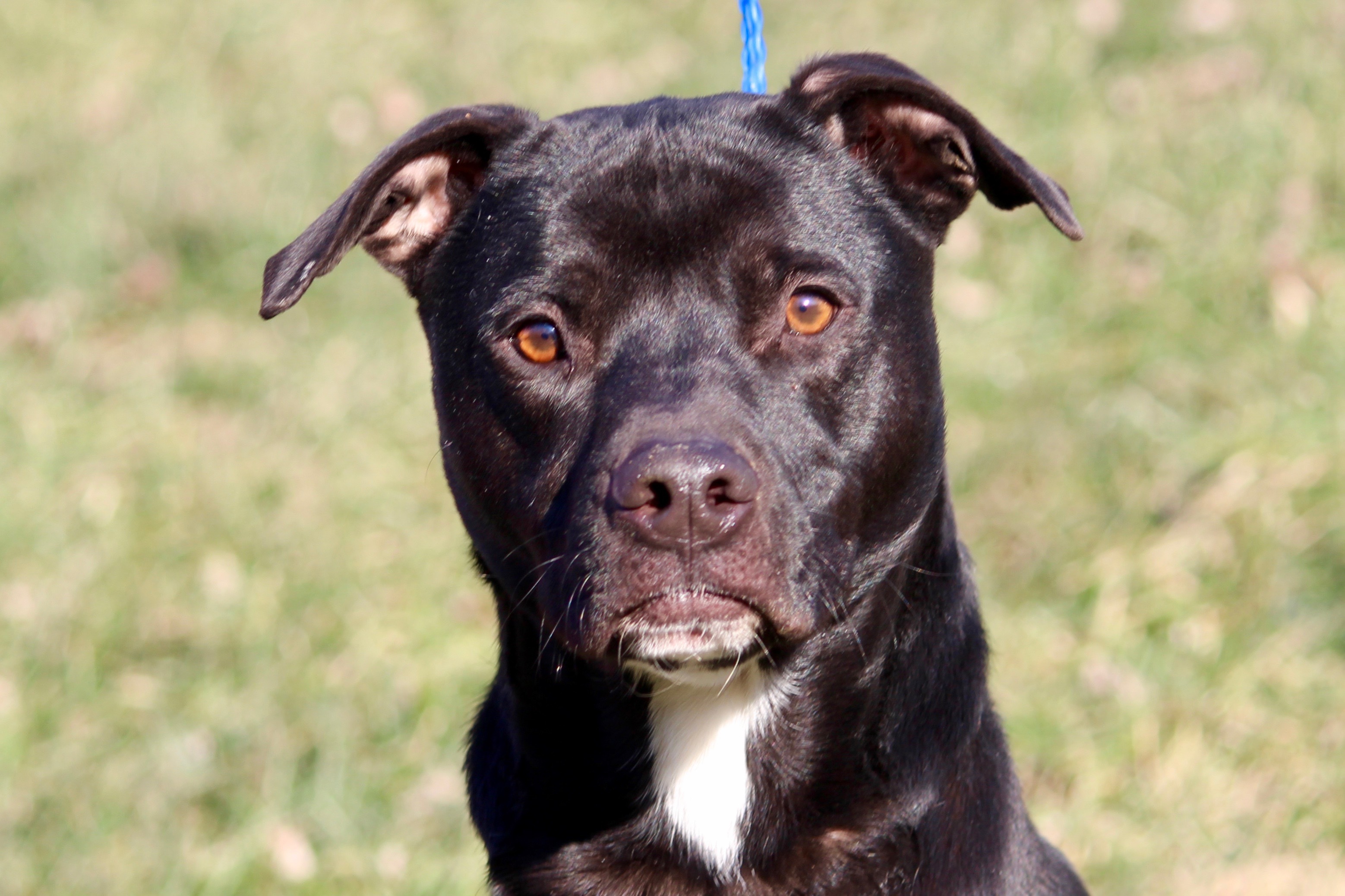 Enlarge POITIER, a Adoptable mixed breed in Brazil, IN image 10/12