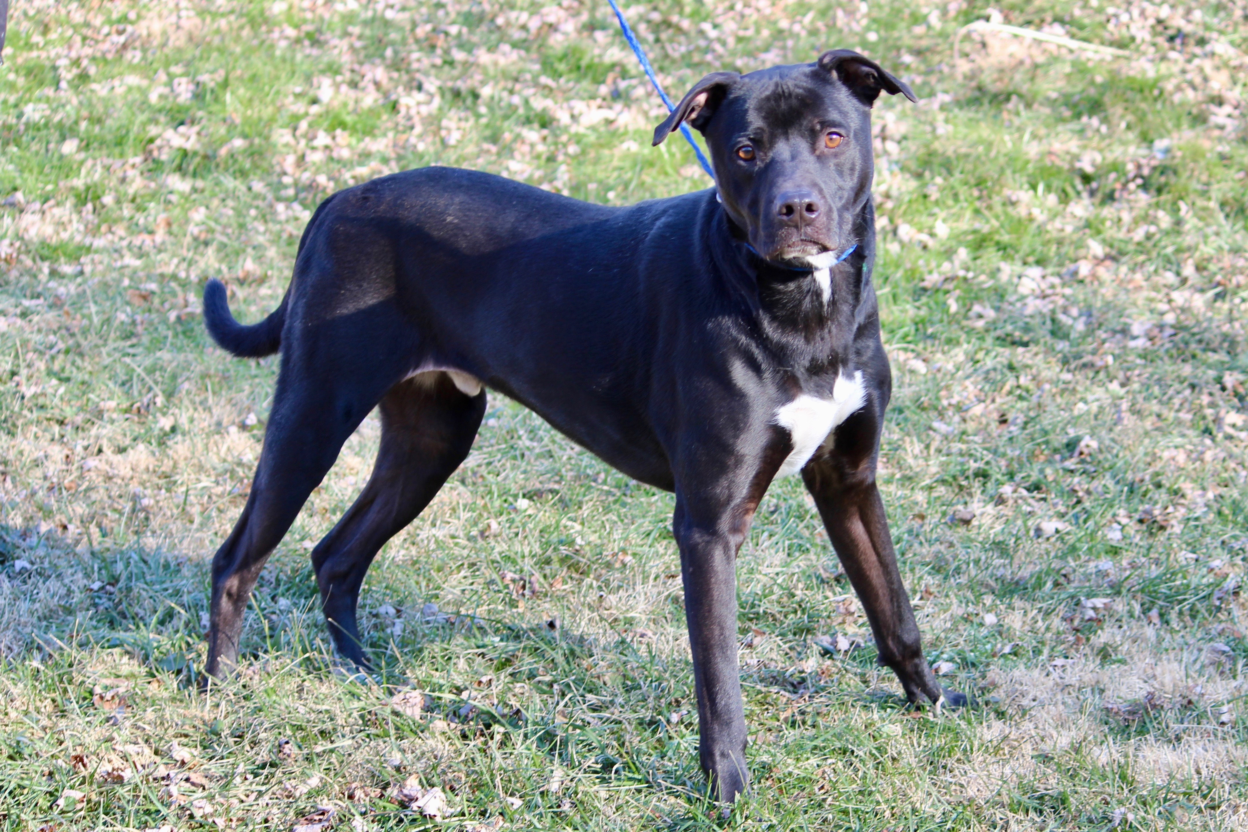 Enlarge POITIER, a Adoptable mixed breed in Brazil, IN image 11/12