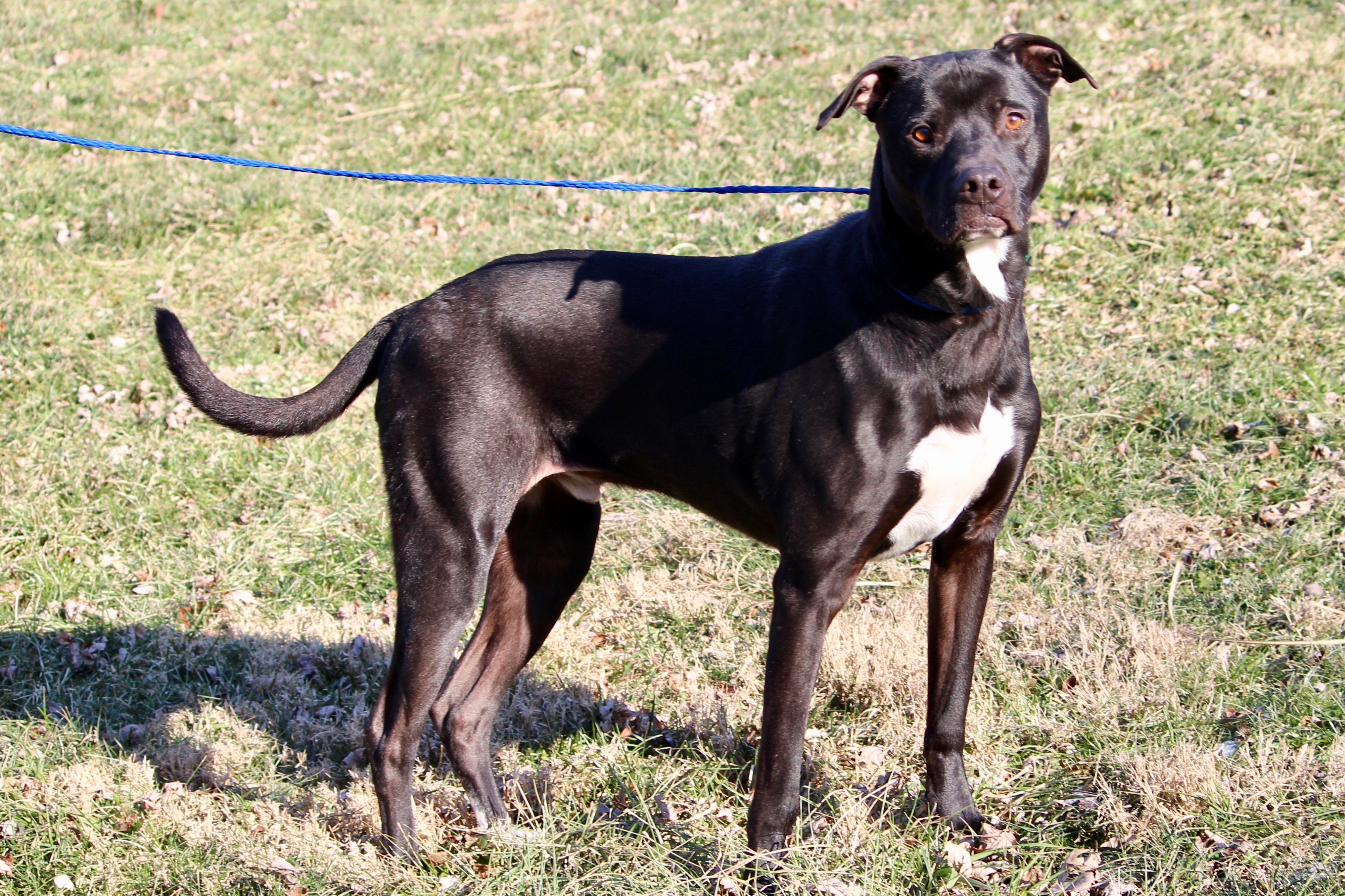 Enlarge POITIER, a Adoptable mixed breed in Brazil, IN image 12/12