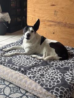 Luna, Senior Female Australian Cattle Dog / Blue Heeler